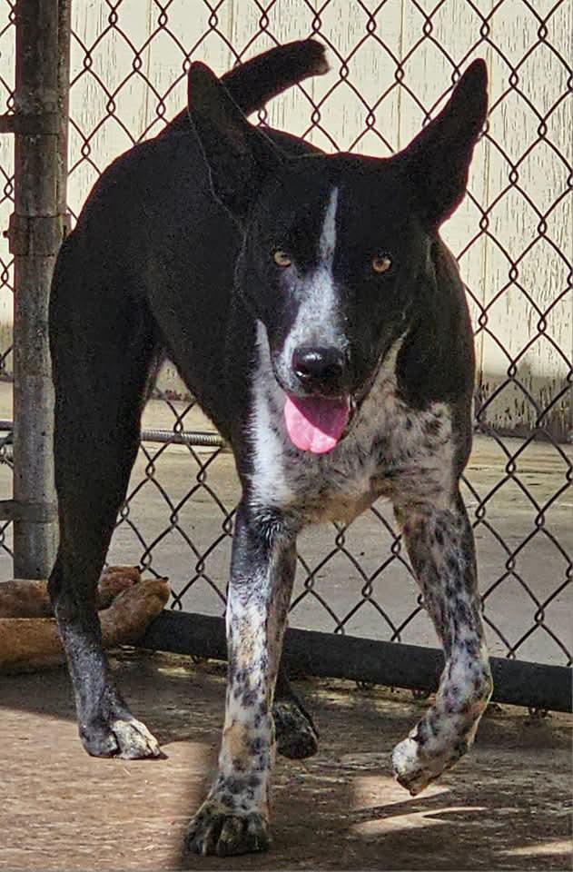 Enlarge Aero, a Adoptable mixed breed image 1/1