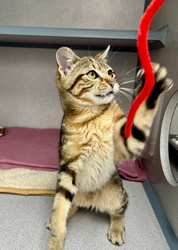 Fiona, Adoptable, Kitten Female Domestic Short Hair.
