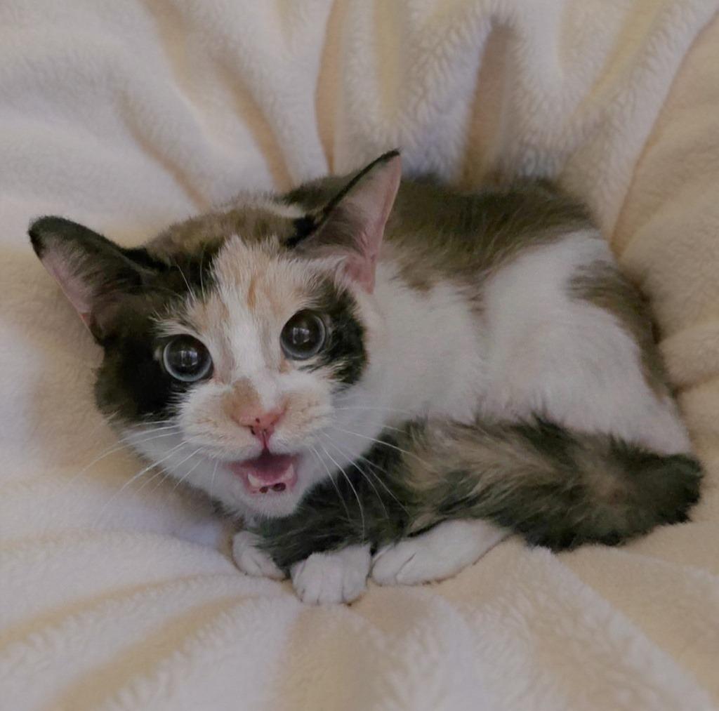 Luna, Adoptable, Adult Female Domestic Short Hair.