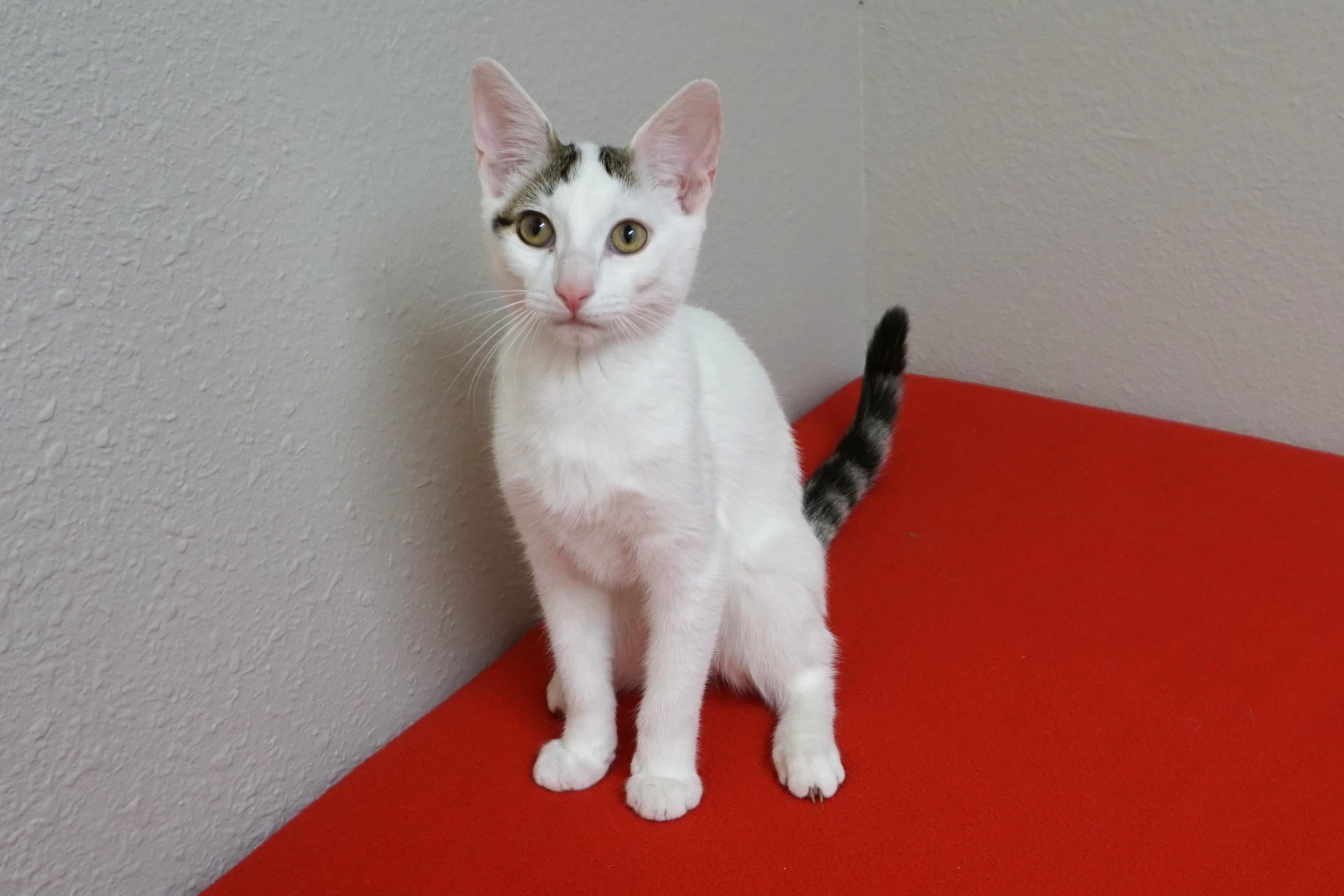 Miso P., an adopted Domestic Short Hair in Fountain Hills, AZ image 3/4