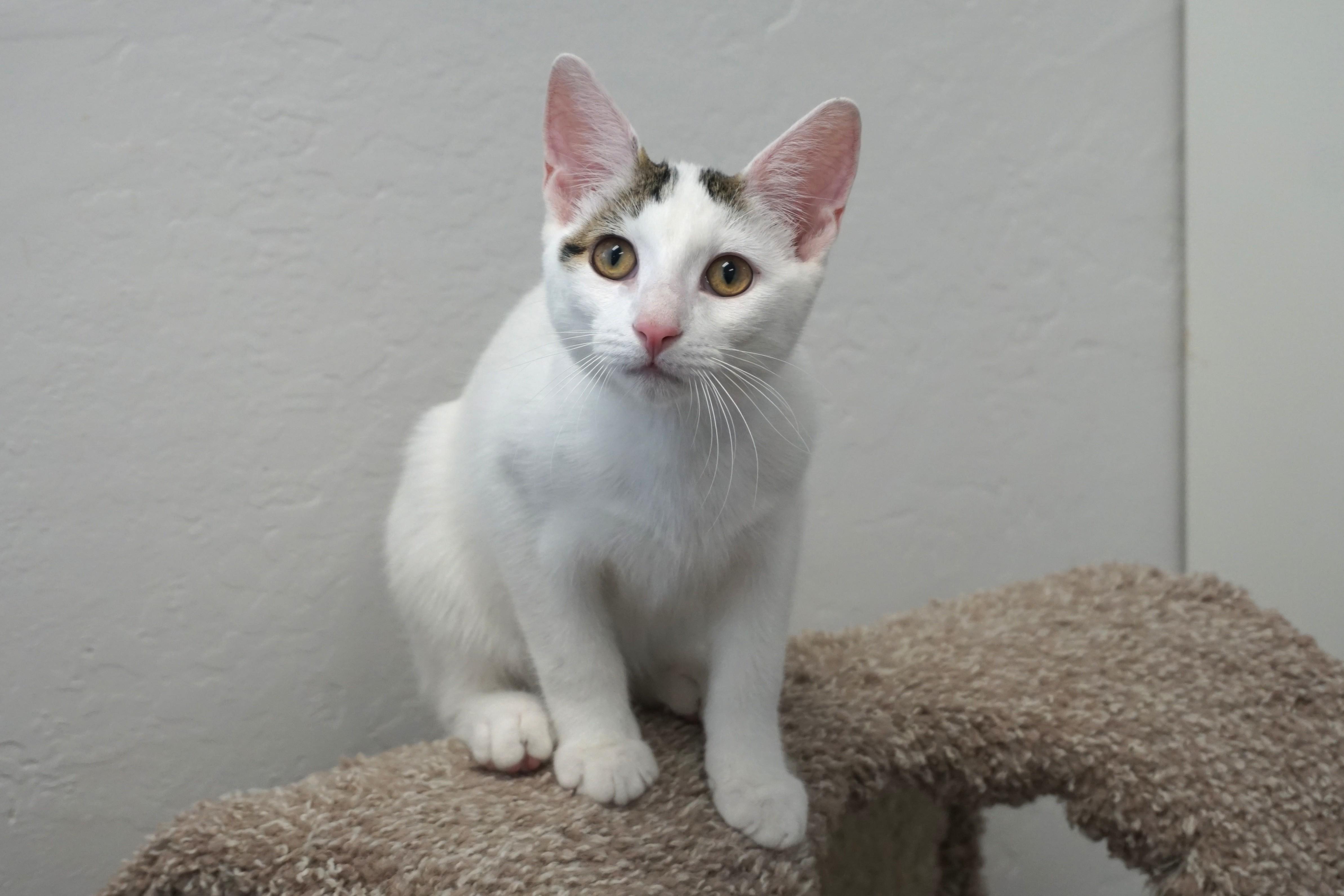 Miso P., an adopted Domestic Short Hair in Fountain Hills, AZ image 2/4