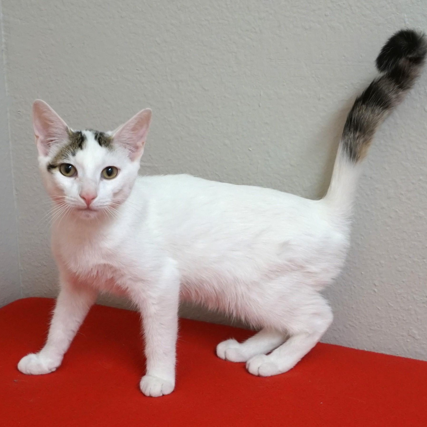 Miso P., adopted, Kitten Male Domestic Short Hair.