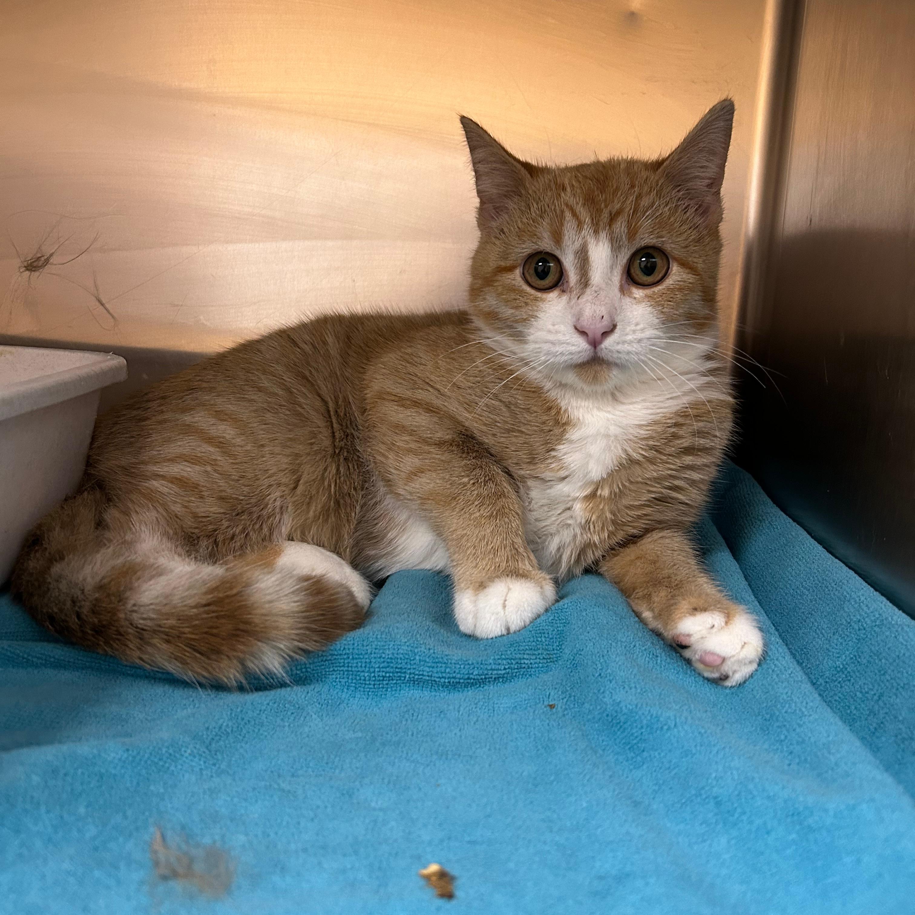 Bane, Adoptable, Young Male Domestic Short Hair.