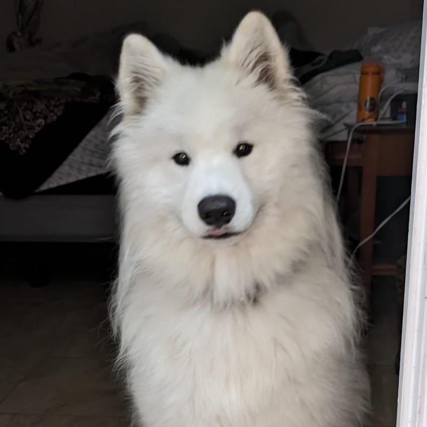 Einstein, Adoptable, Adult Male Samoyed.