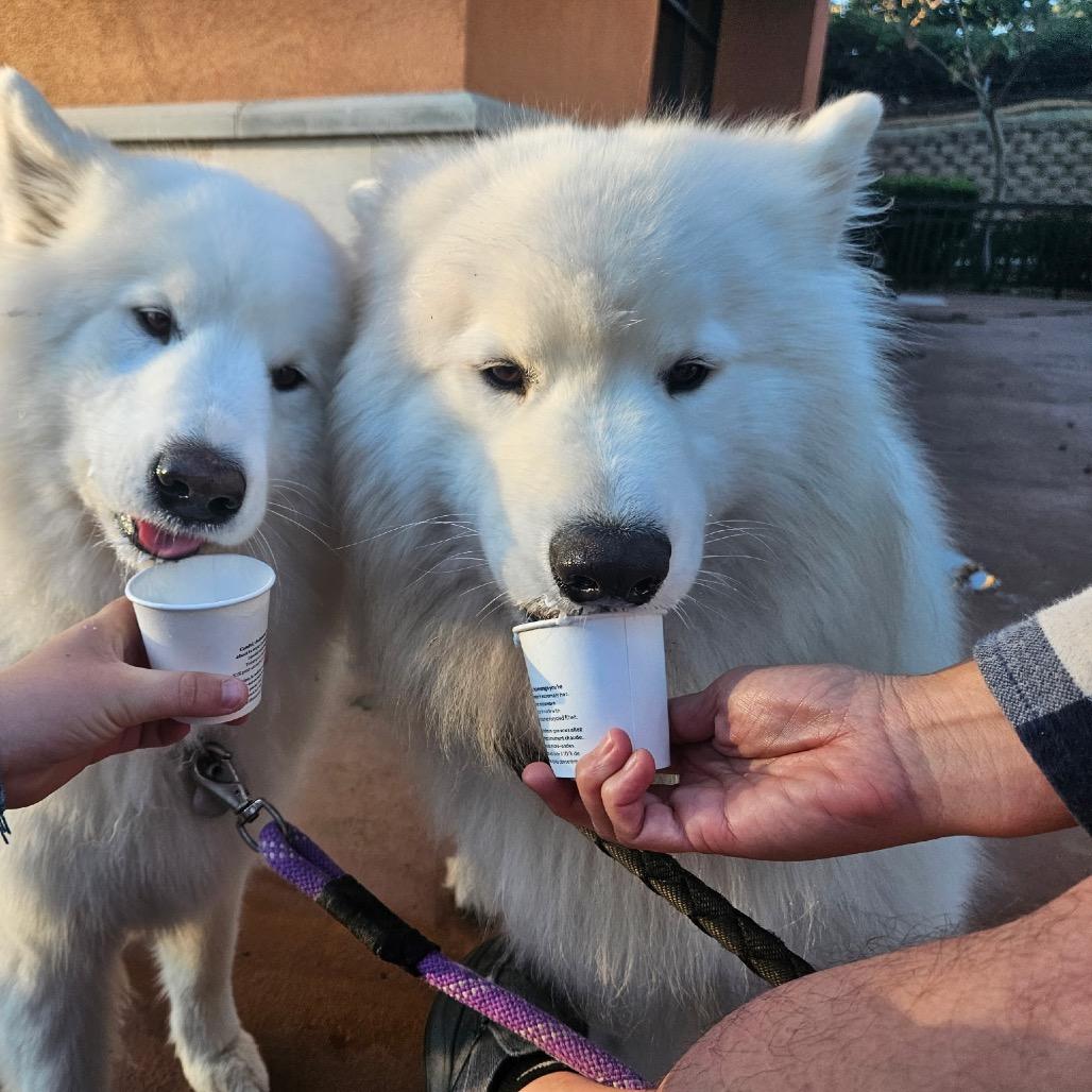 Enlarge Einstein, a Adoptable Samoyed in Los Angeles, CA image 2/3