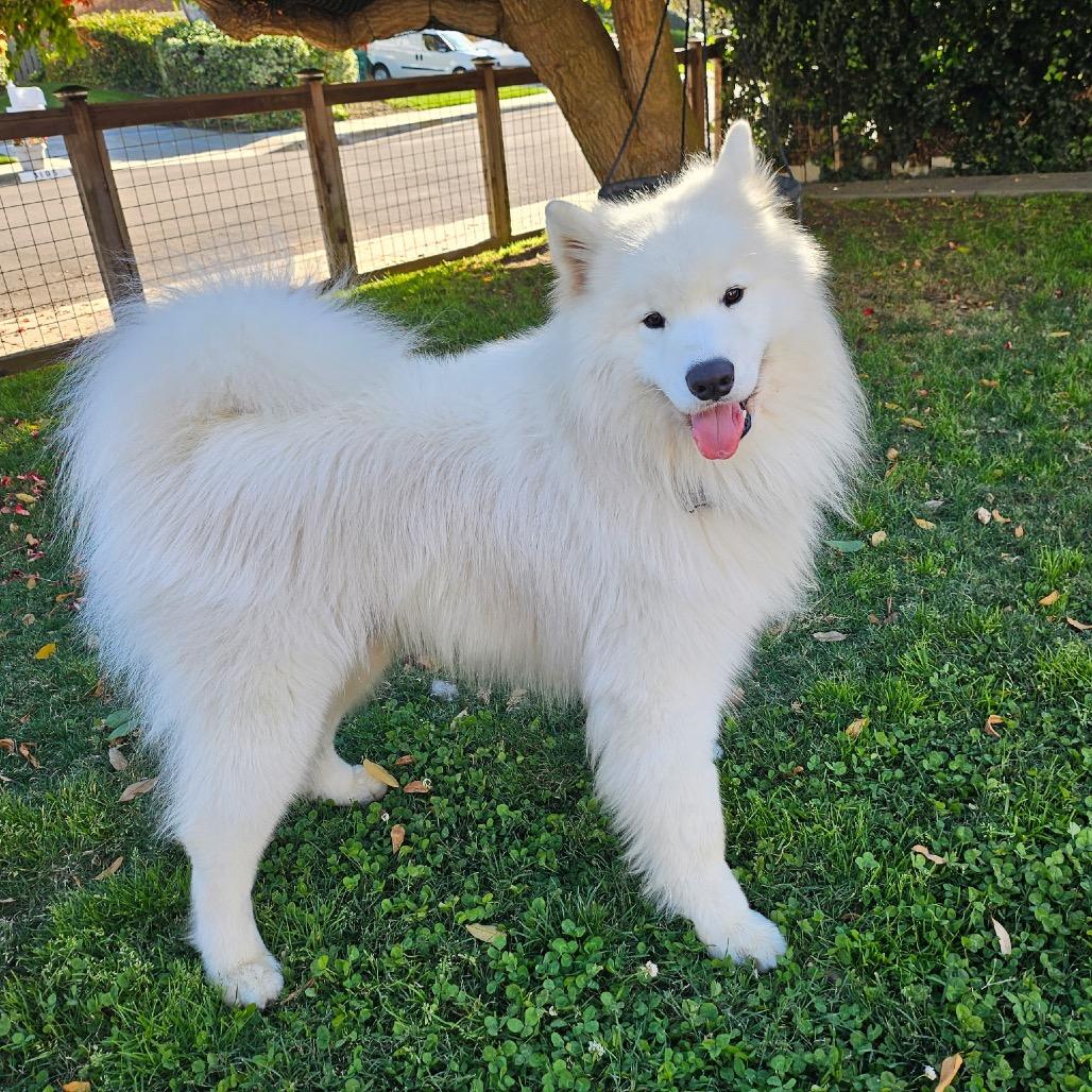 Enlarge Einstein, a Adoptable Samoyed in Los Angeles, CA image 3/6