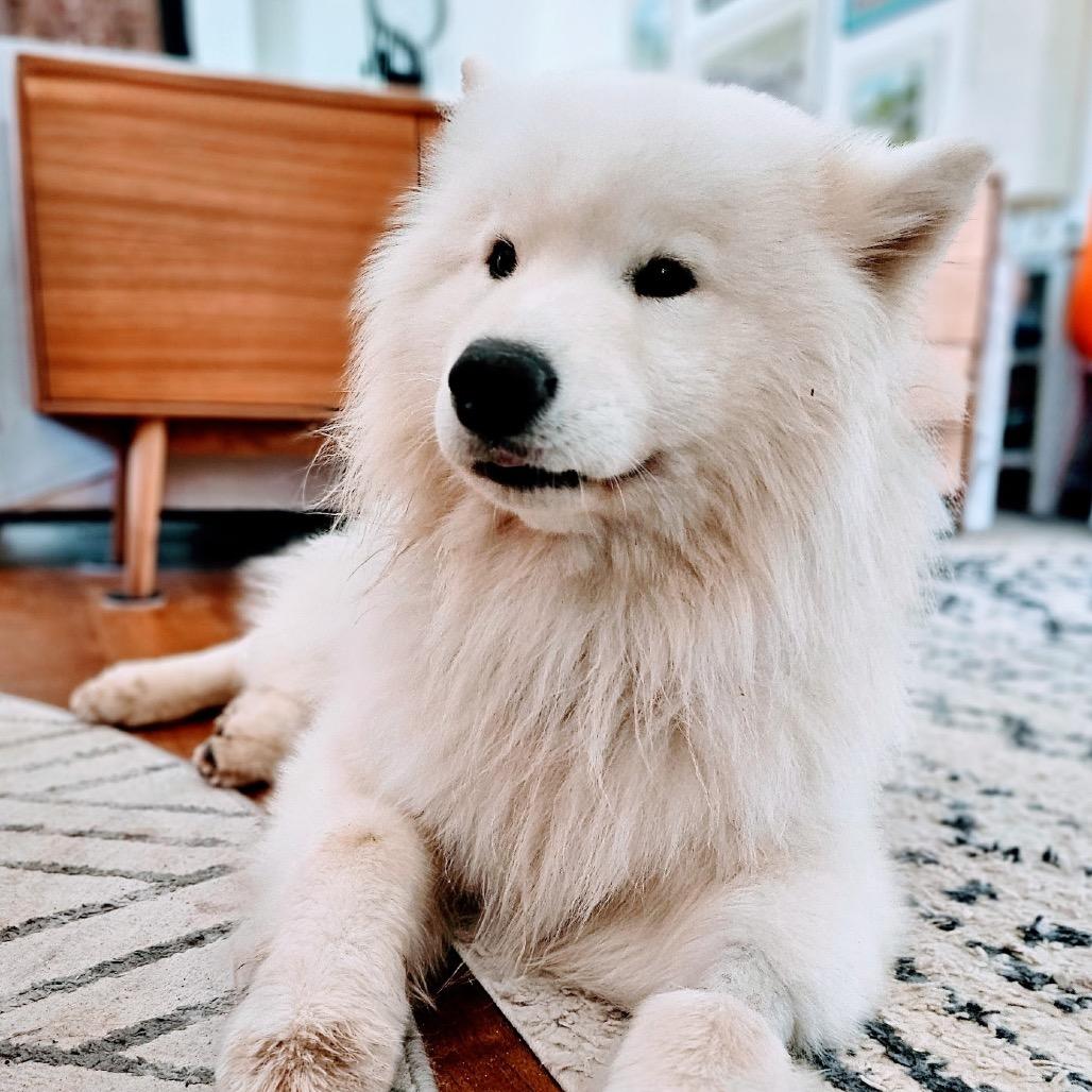 Enlarge Einstein, a Adoptable Samoyed in Los Angeles, CA image 4/6