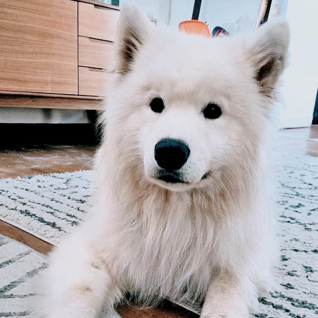 Enlarge Einstein, a Adoptable Samoyed in Los Angeles, CA image 5/6