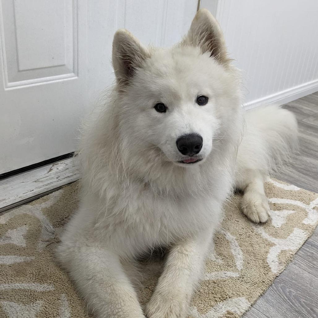 Enlarge Einstein, a Adoptable Samoyed in Los Angeles, CA image 3/3