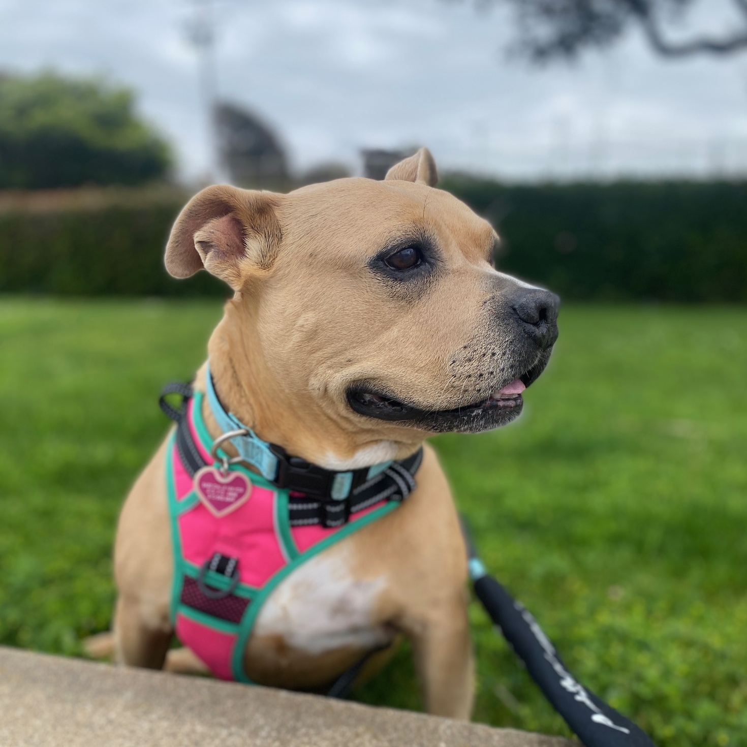 Enlarge Honey, a Adopted Staffordshire Bull Terrier in El Segundo, CA image 1/6