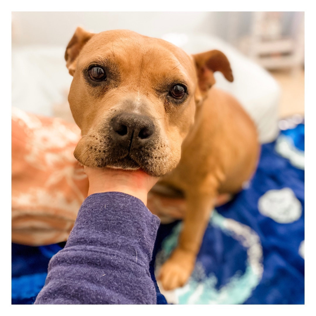 Enlarge Honey, a Adopted Staffordshire Bull Terrier in El Segundo, CA image 5/6