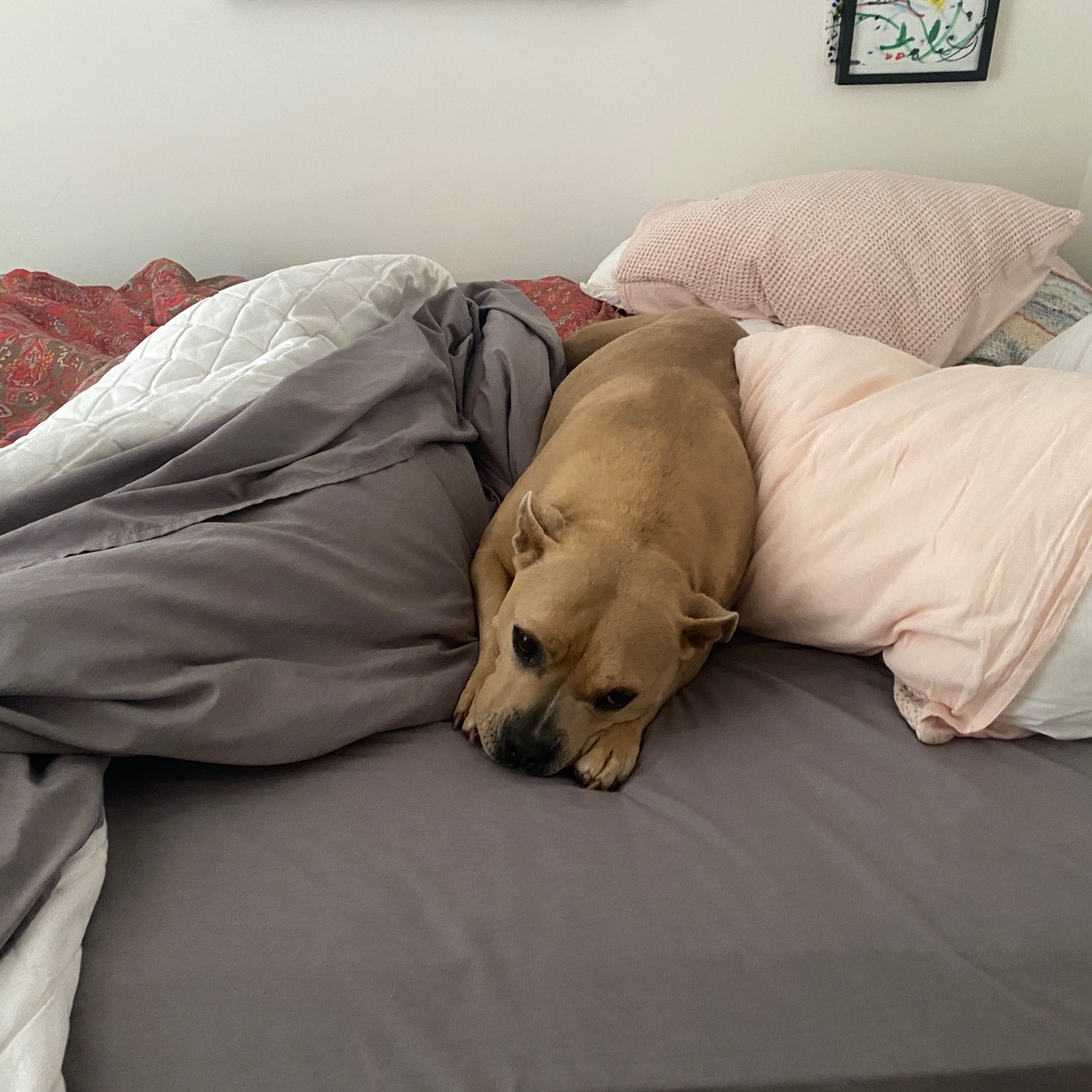 Enlarge Honey, a Adopted Staffordshire Bull Terrier in El Segundo, CA image 4/6