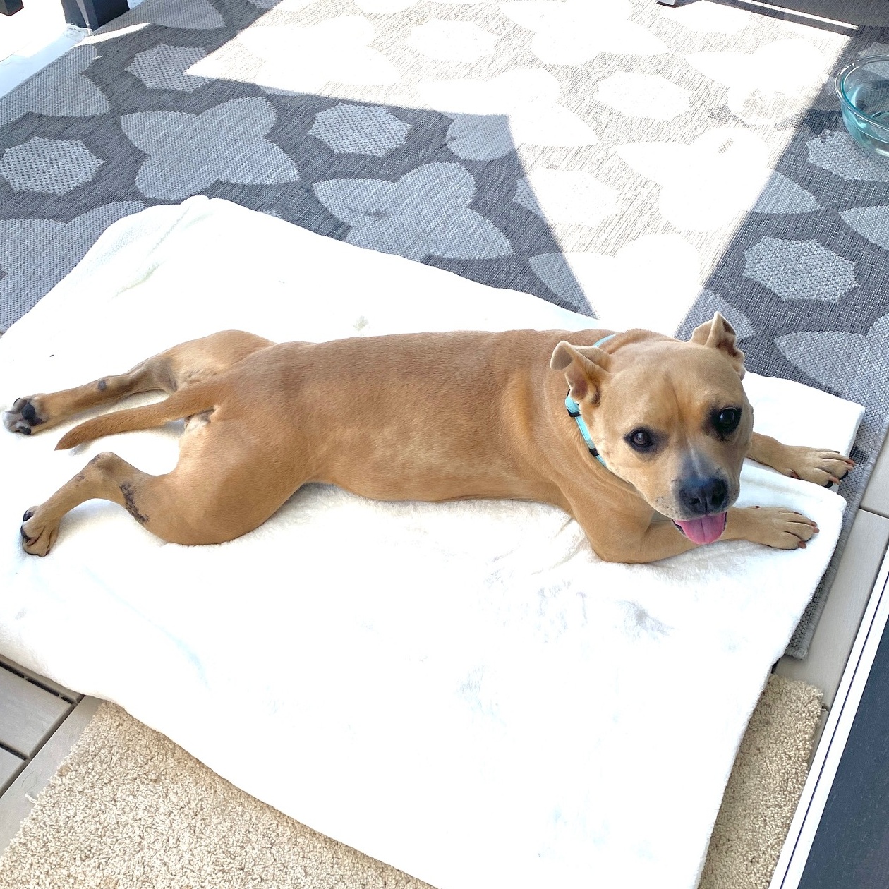 Enlarge Honey, a Adopted Staffordshire Bull Terrier in El Segundo, CA image 2/6
