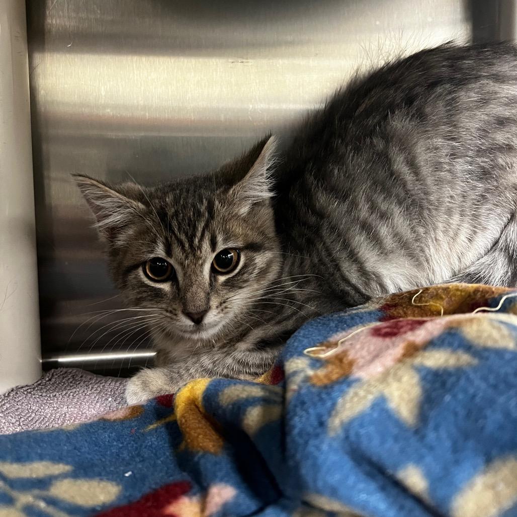 Liam, Adoptable, Young Male Domestic Short Hair.