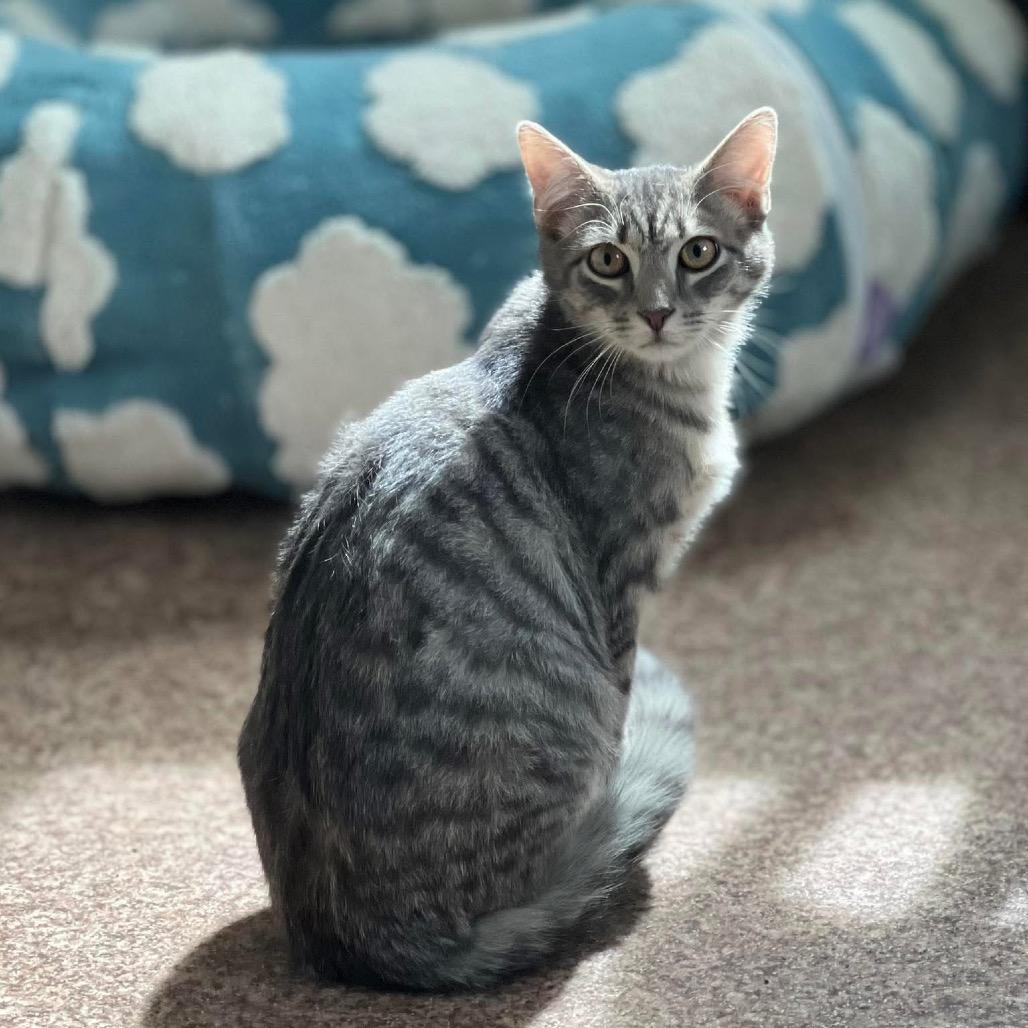 Enlarge Liam, a Adoptable Domestic Short Hair in Harrisville, WV image 2/3