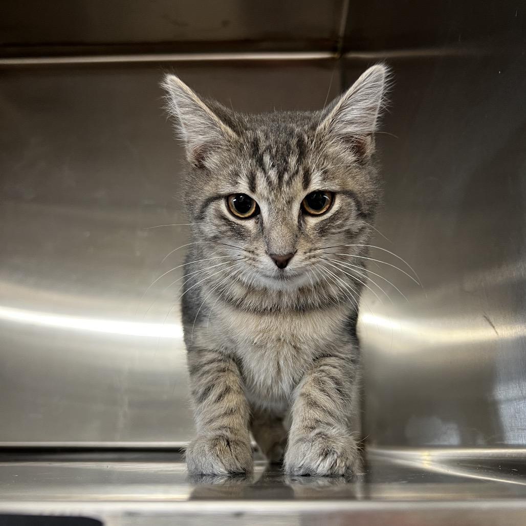 Enlarge Liam, a Adoptable Domestic Short Hair in Harrisville, WV image 3/3