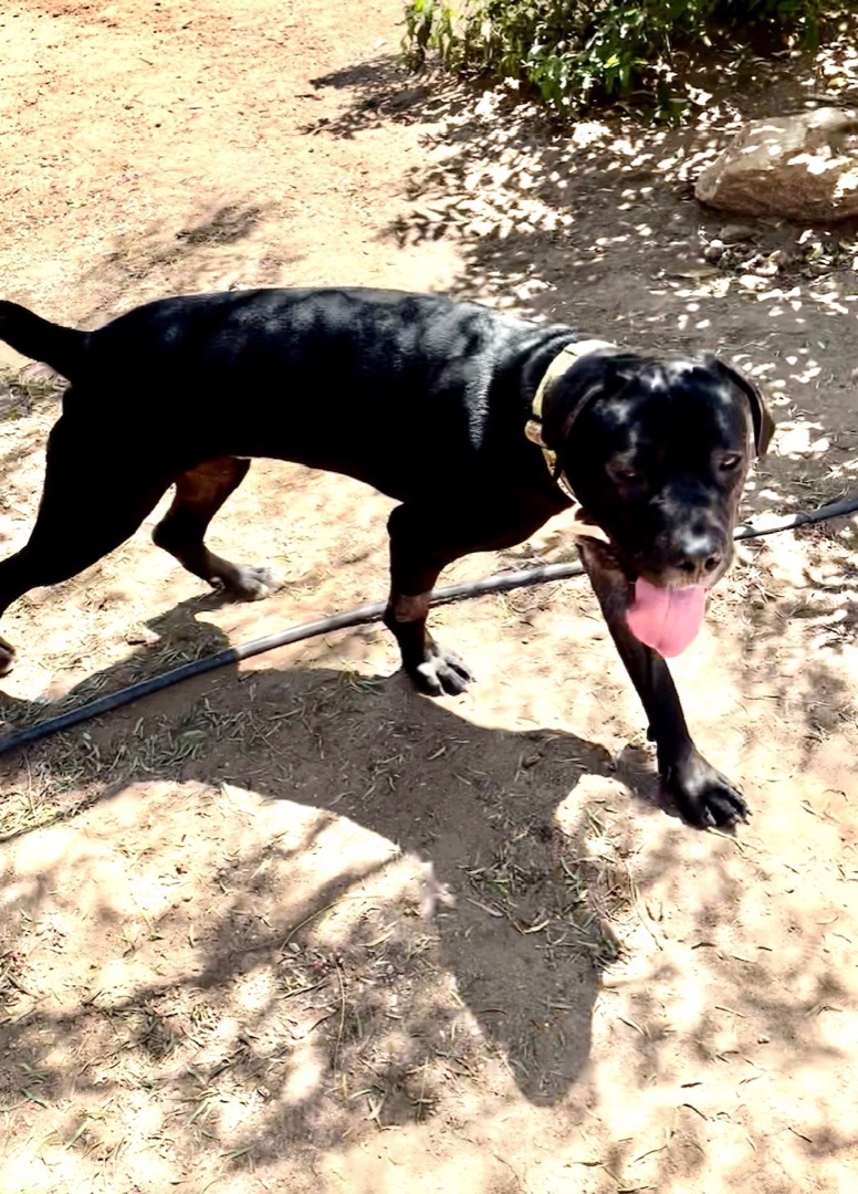 BlackJack, a Adoptable mixed breed in Superior, MT image 1/6