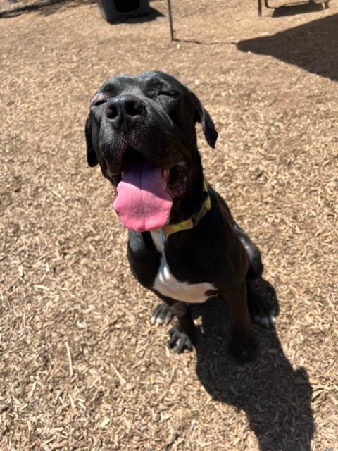 BlackJack, a Adoptable mixed breed in Superior, MT image 2/6