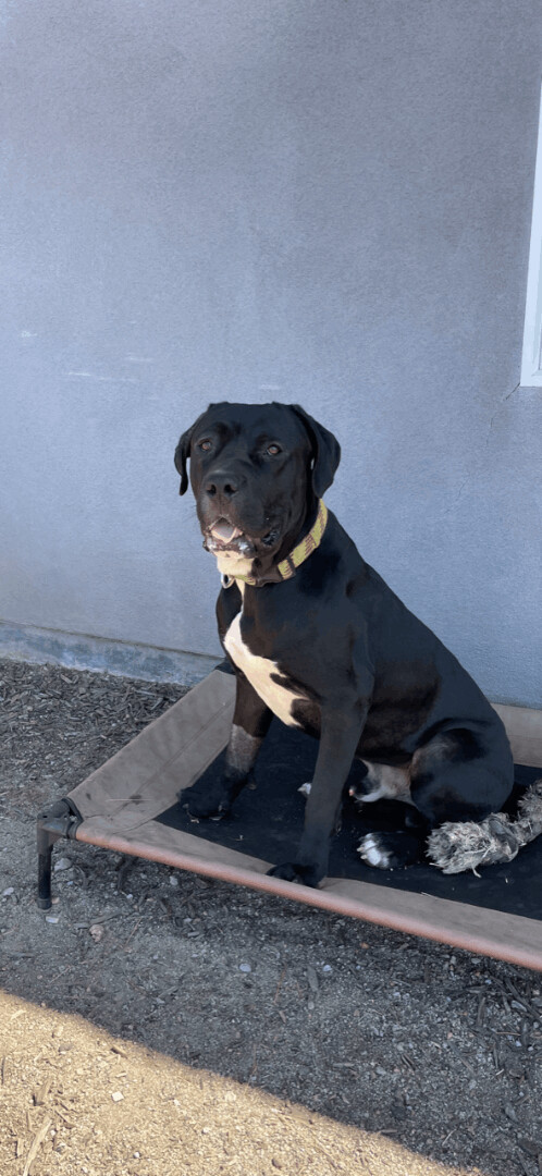 BlackJack, Young Male Mastiff