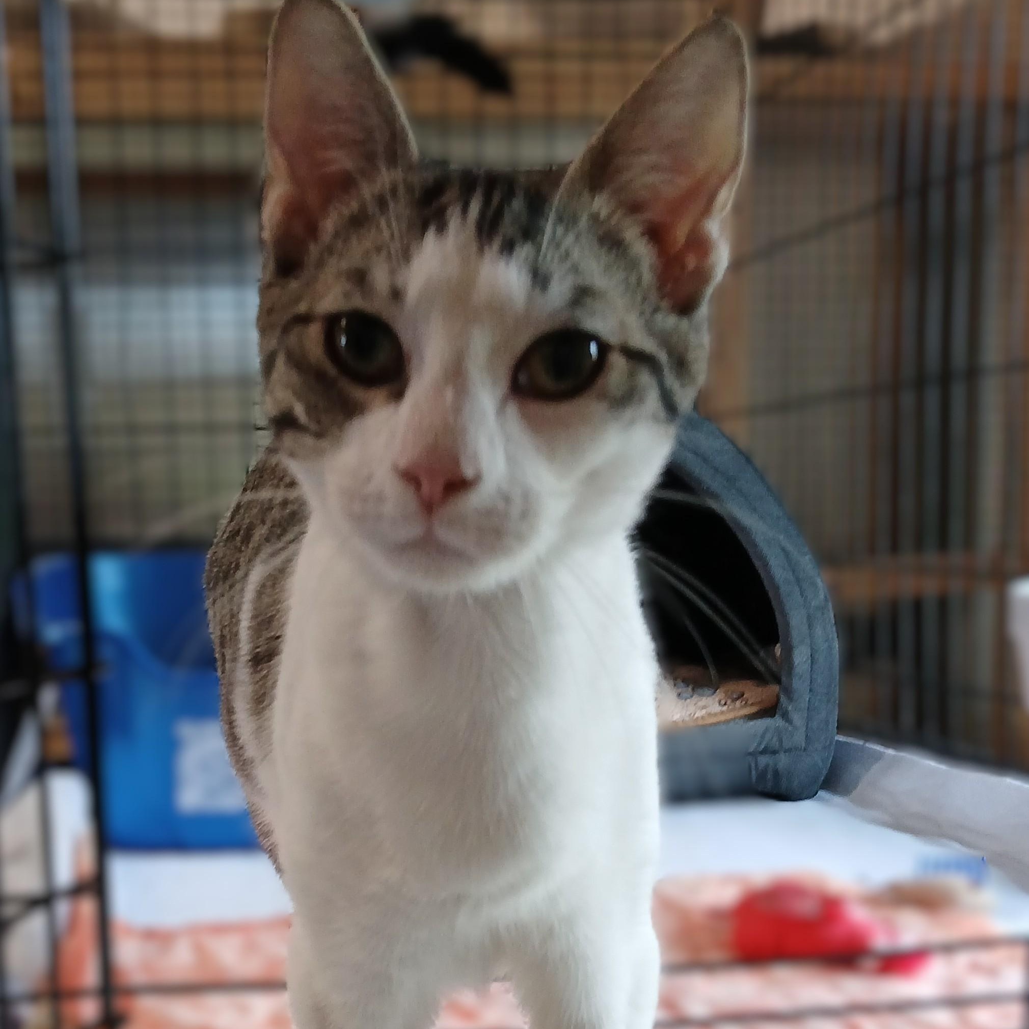 Rembrandt, a ADOPTABLE mixed breed in Germansville, PA image 2/3