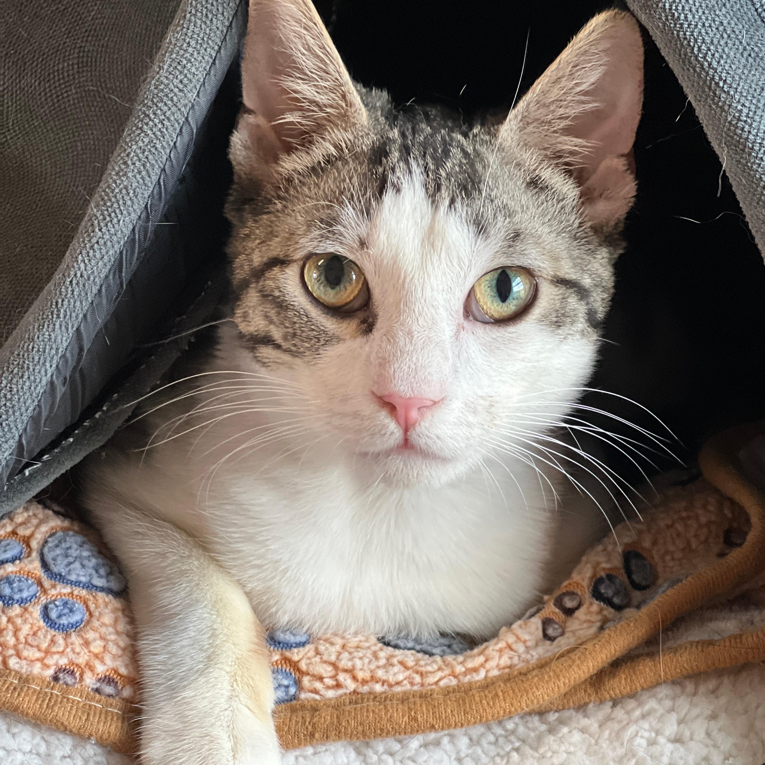 Rembrandt, a ADOPTABLE mixed breed in Germansville, PA image 3/3
