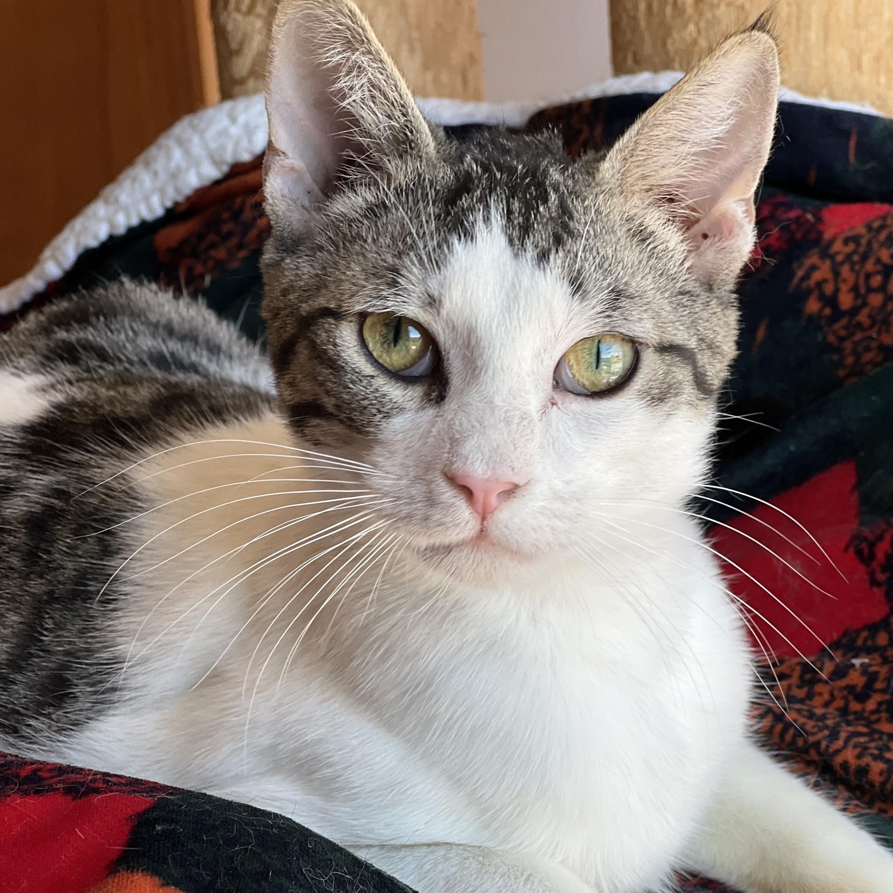 Rembrandt, a ADOPTABLE mixed breed in Germansville, PA image 1/3