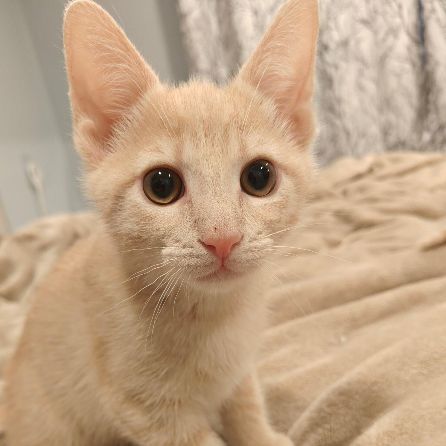 Lenhs, a Adoptable Domestic Short Hair in Glendora, CA image 2/3