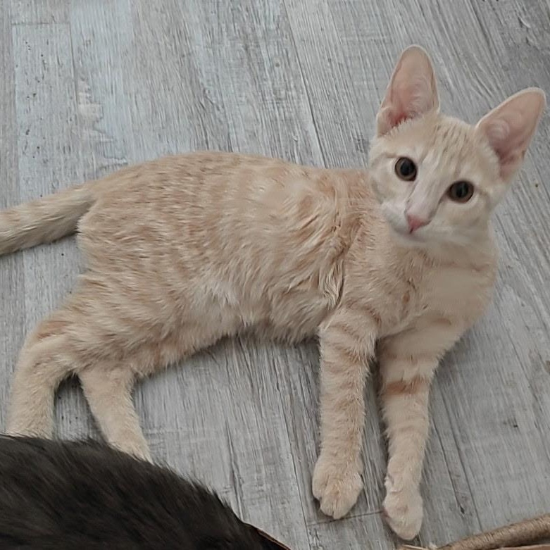 Lenhs, a Adoptable Domestic Short Hair in Glendora, CA image 1/3