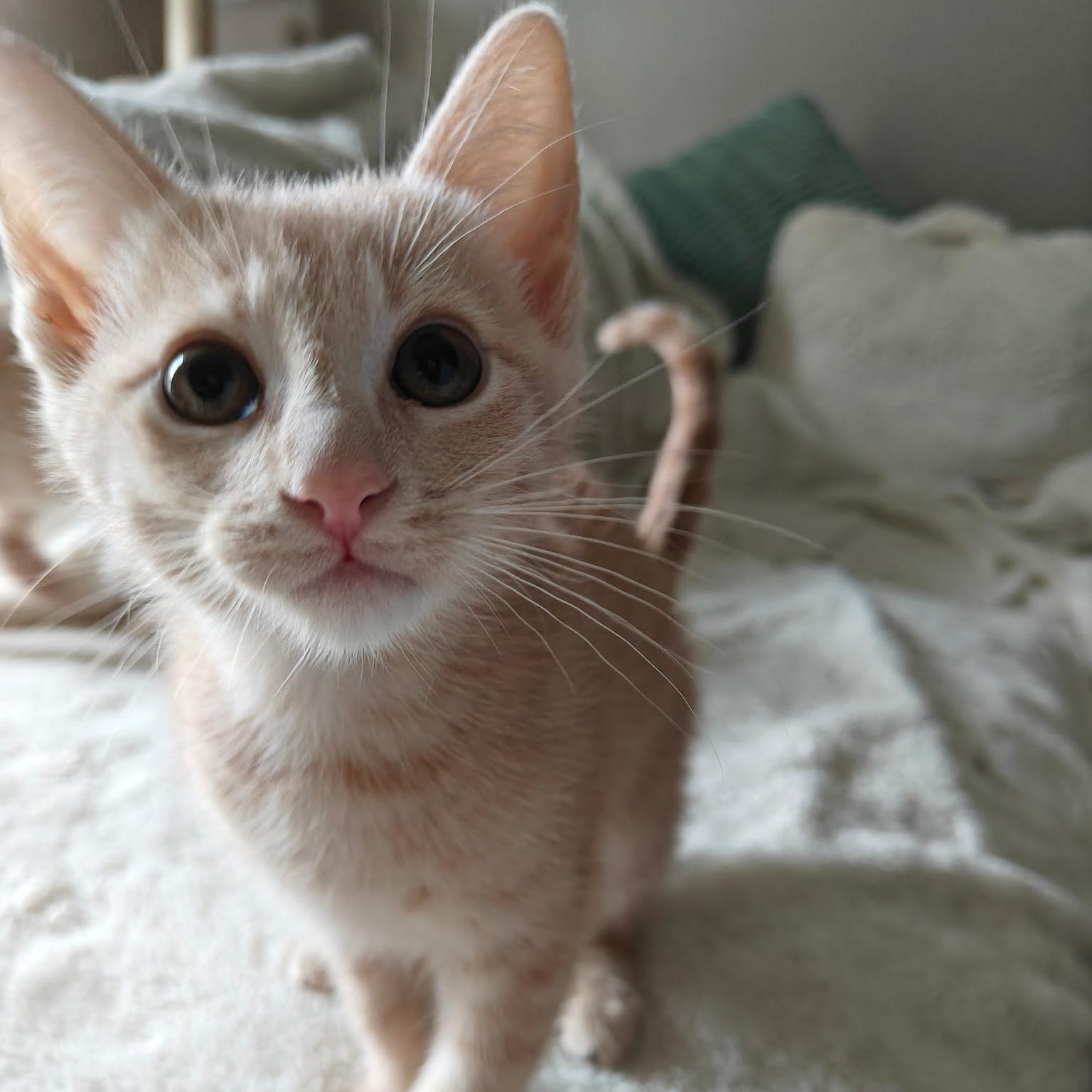 Lenhs, a Adoptable Domestic Short Hair in Glendora, CA image 3/3