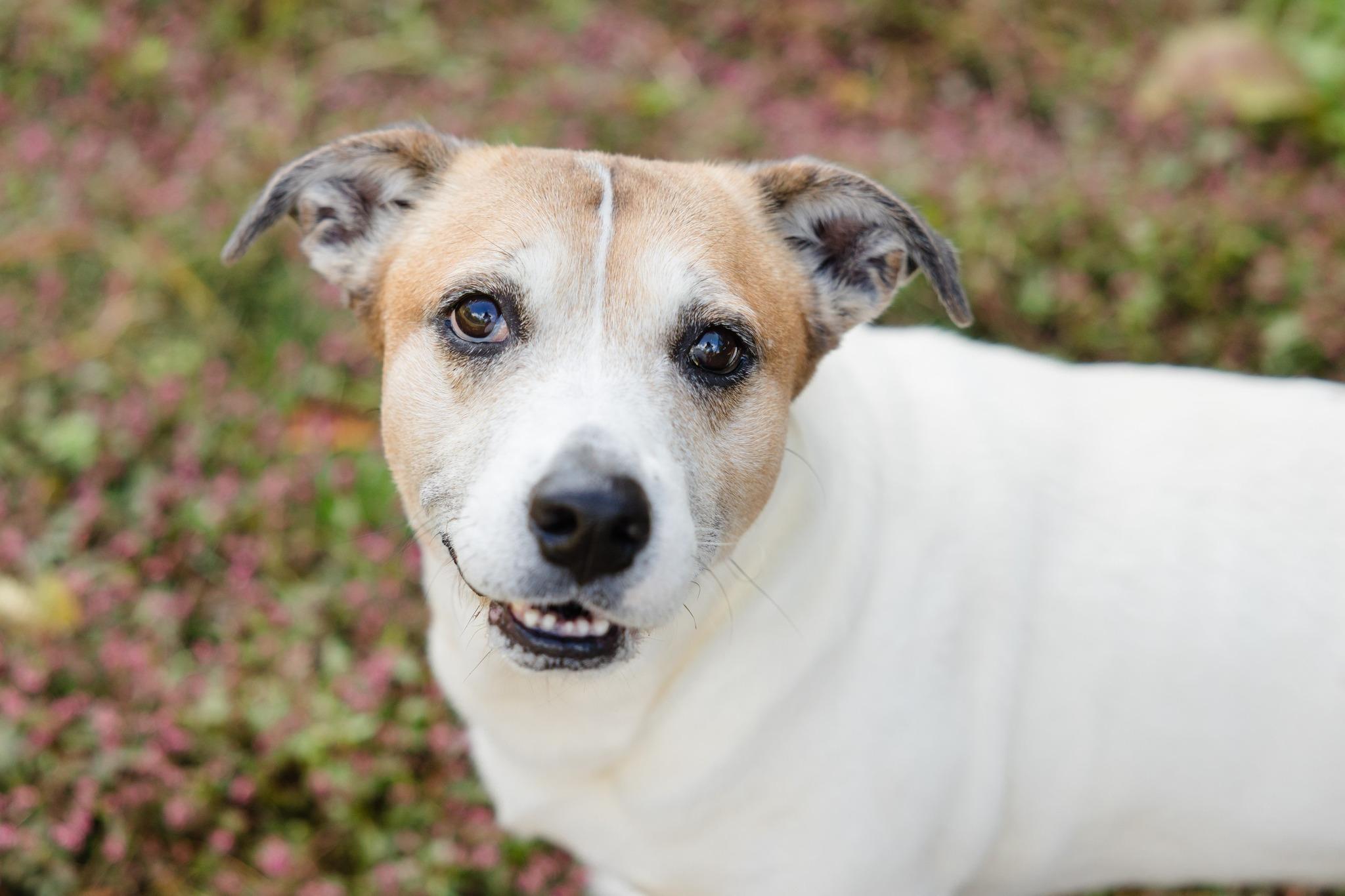 Enlarge Buddy, a Adoptable mixed breed in Newburgh, IN image 1/1
