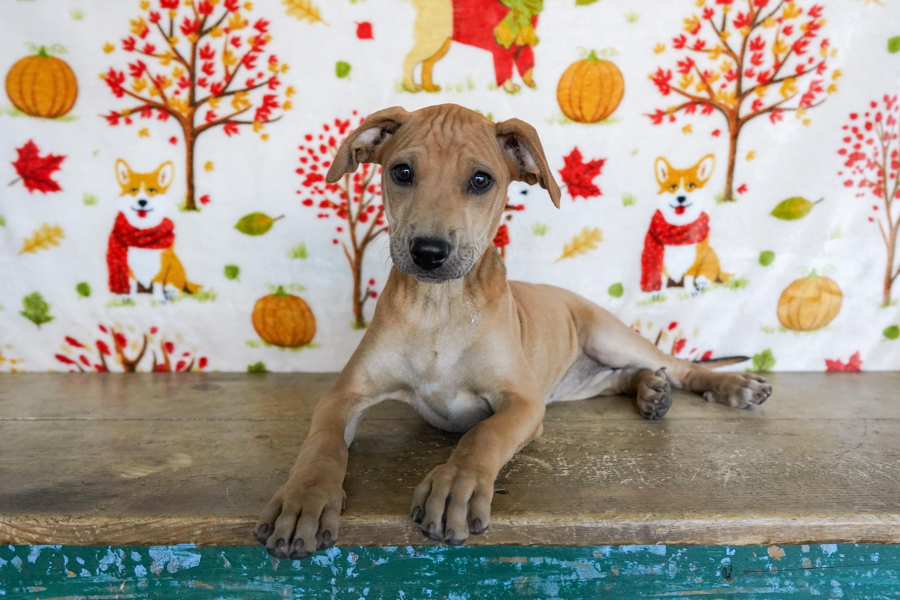 Enlarge Myrtle, a Adoptable mixed breed in San Antonio, TX image 3/3