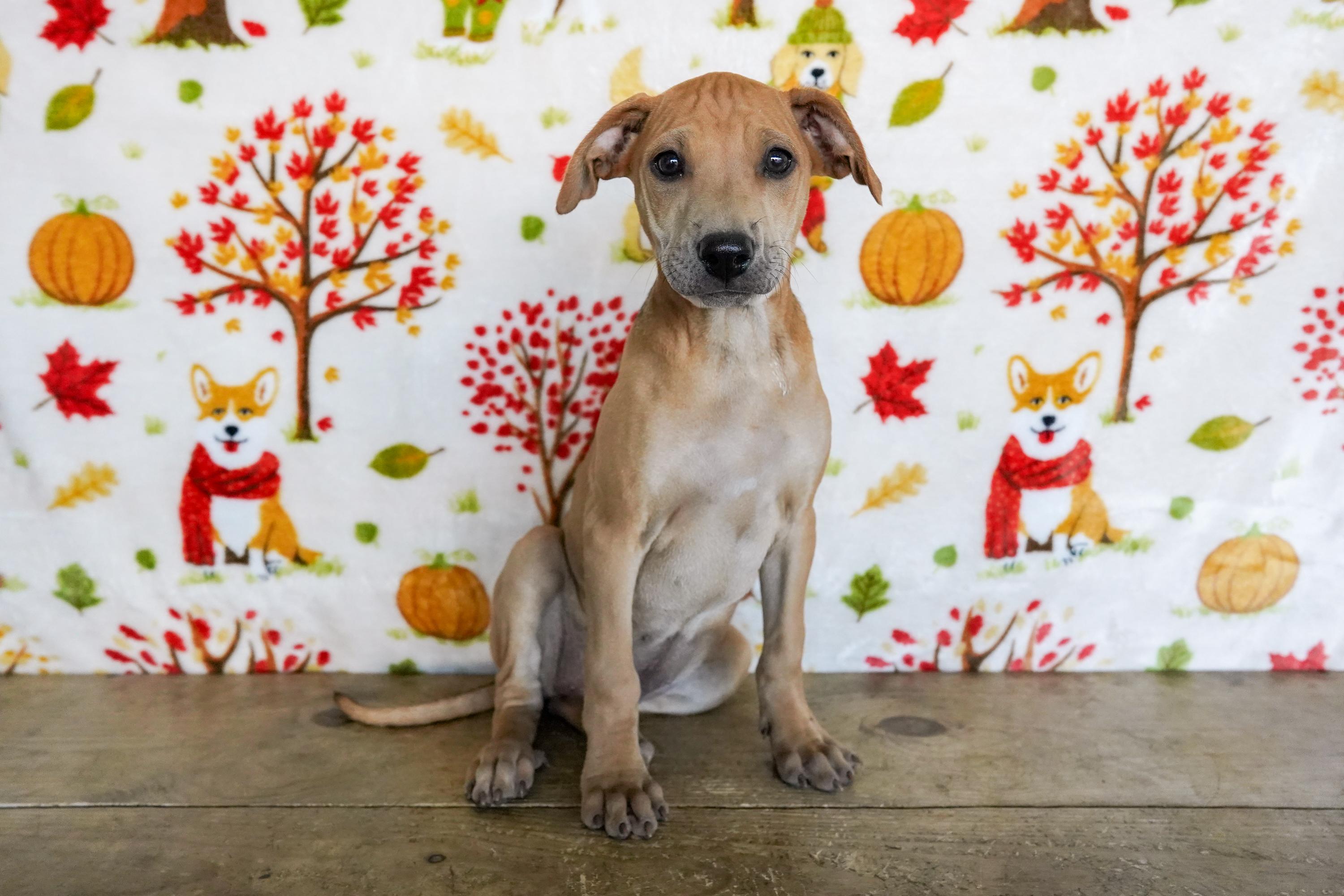 Enlarge Myrtle, a Adoptable mixed breed in San Antonio, TX image 2/3