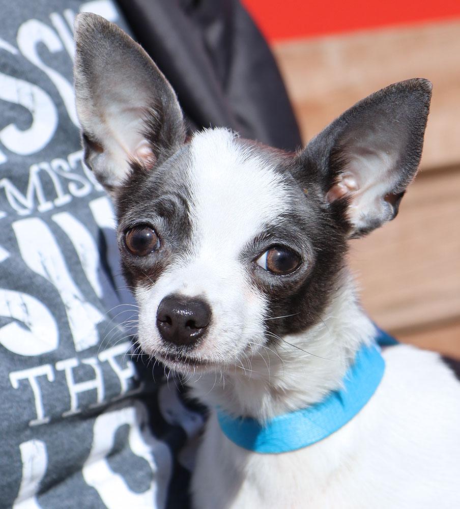 Louisa (AO35670), an adopted Chihuahua in Kansas City, KS image 3/3