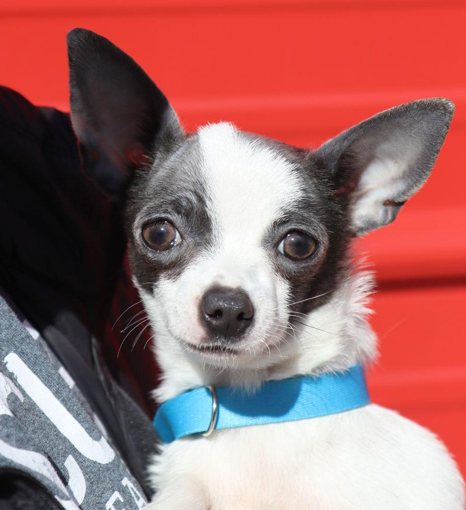 Louisa (AO35670), an adopted Chihuahua in Kansas City, KS image 1/3