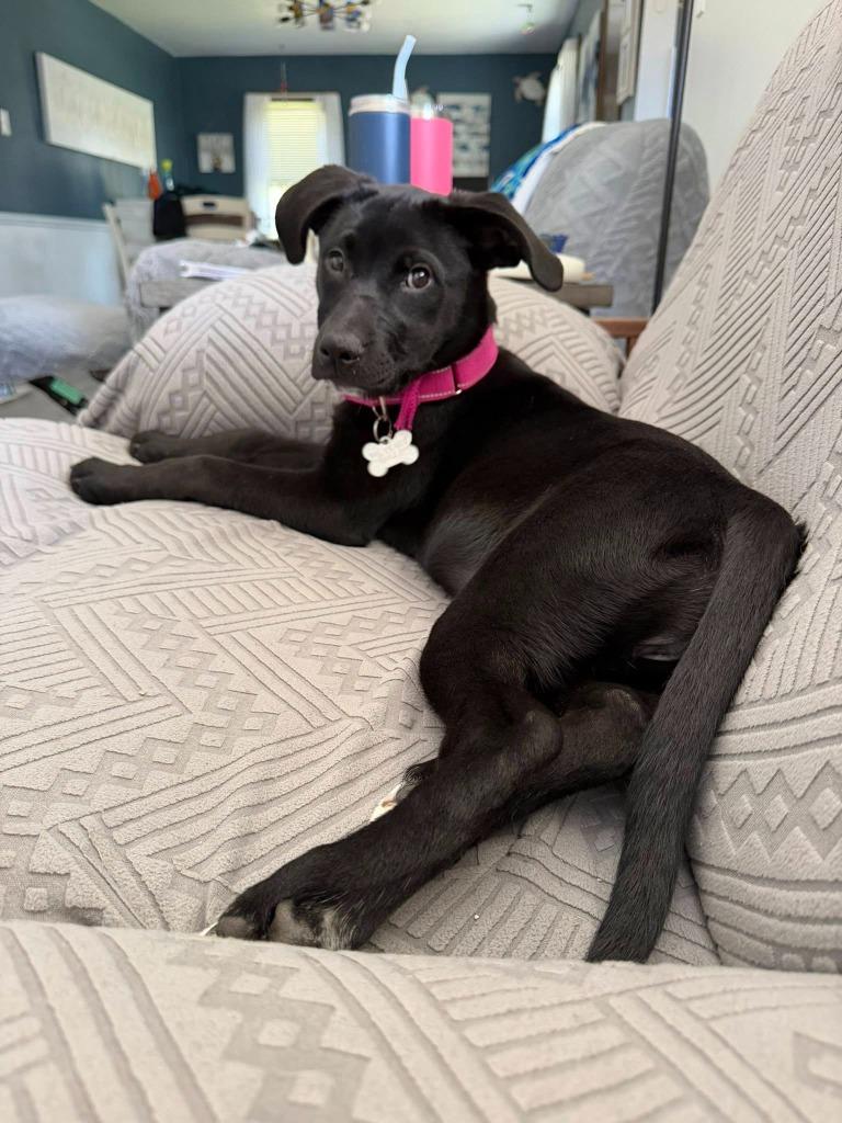 Dalia, Adoptable, Puppy Female Mixed Breed.