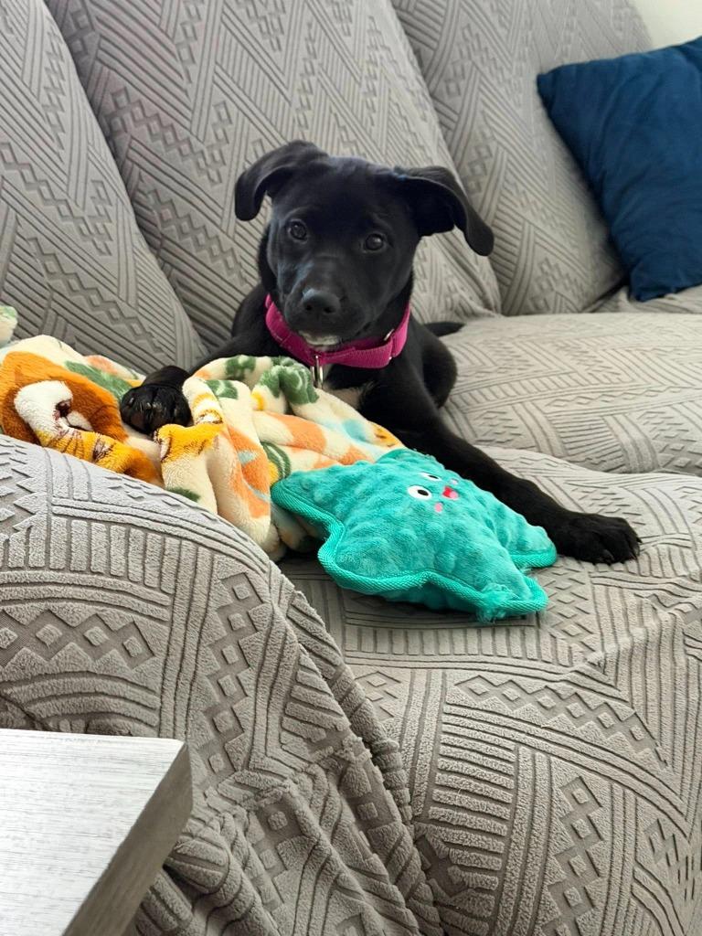 Dalia, a Adoptable mixed breed in Fond Du Lac, WI image 2/6
