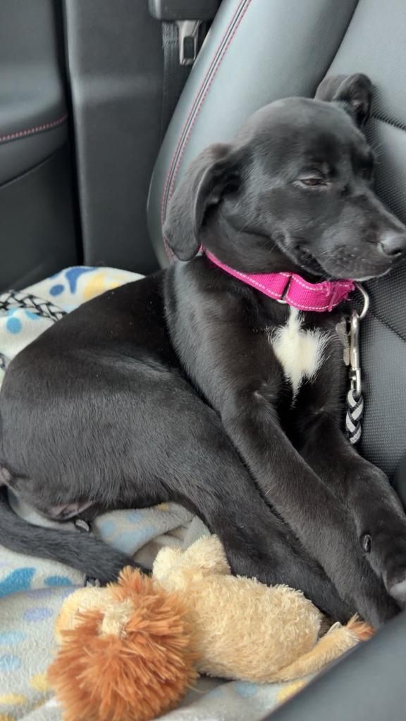 Dalia, a Adoptable mixed breed in Fond Du Lac, WI image 3/6