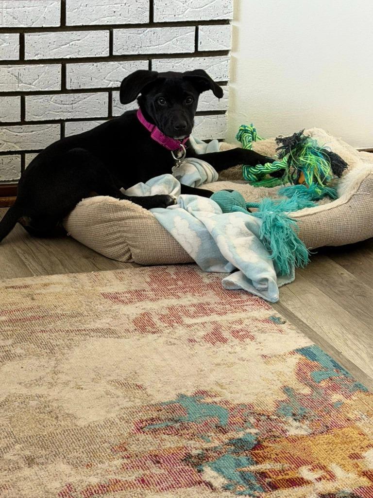 Dalia, a Adoptable mixed breed in Fond Du Lac, WI image 4/6