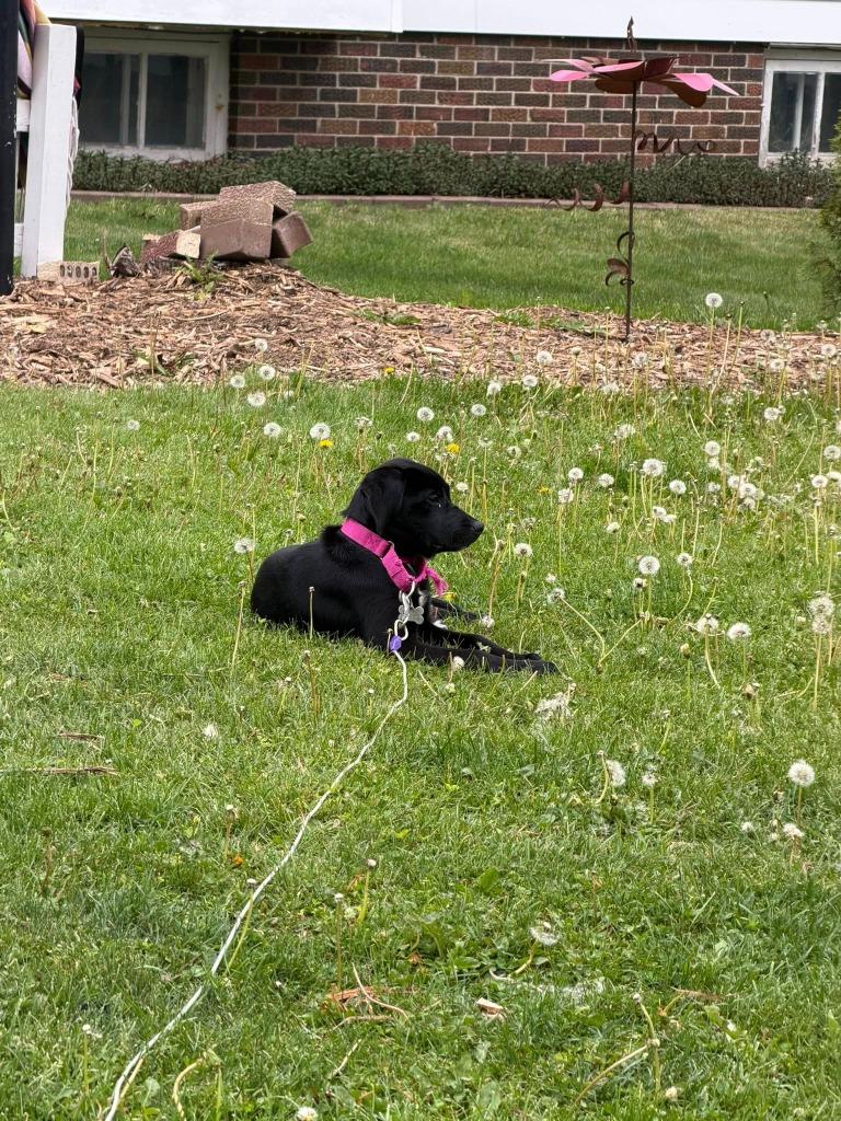 Dalia, a Adoptable mixed breed in Fond Du Lac, WI image 5/6