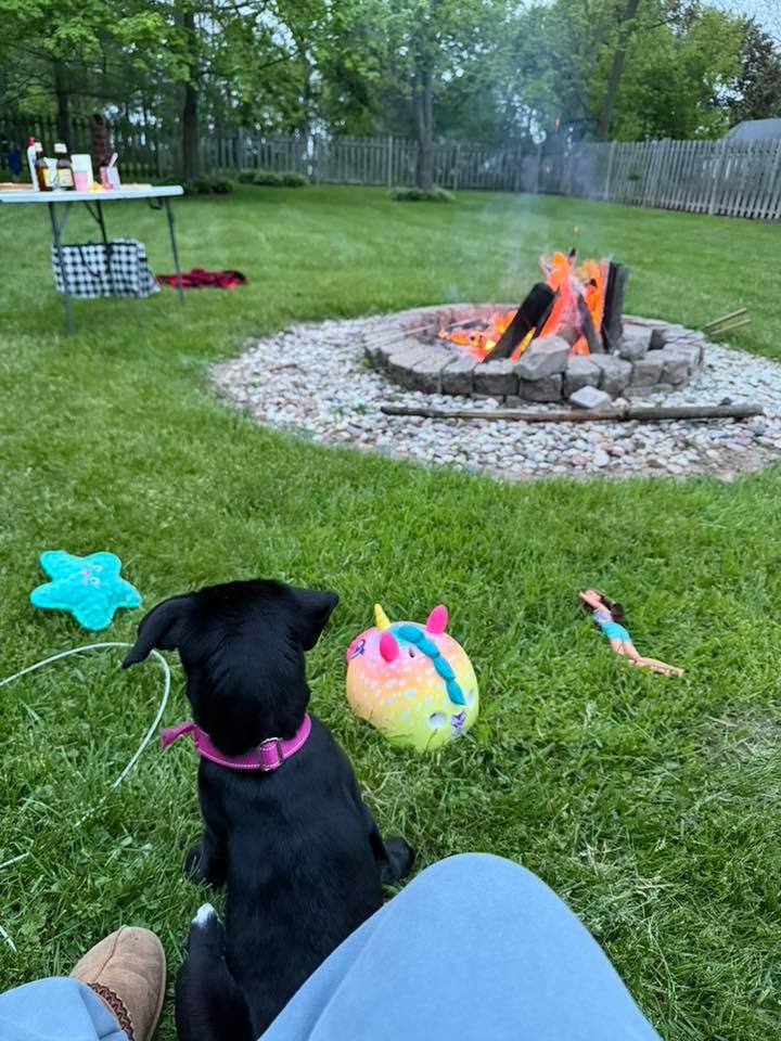 Dalia, a Adoptable mixed breed in Fond Du Lac, WI image 6/6