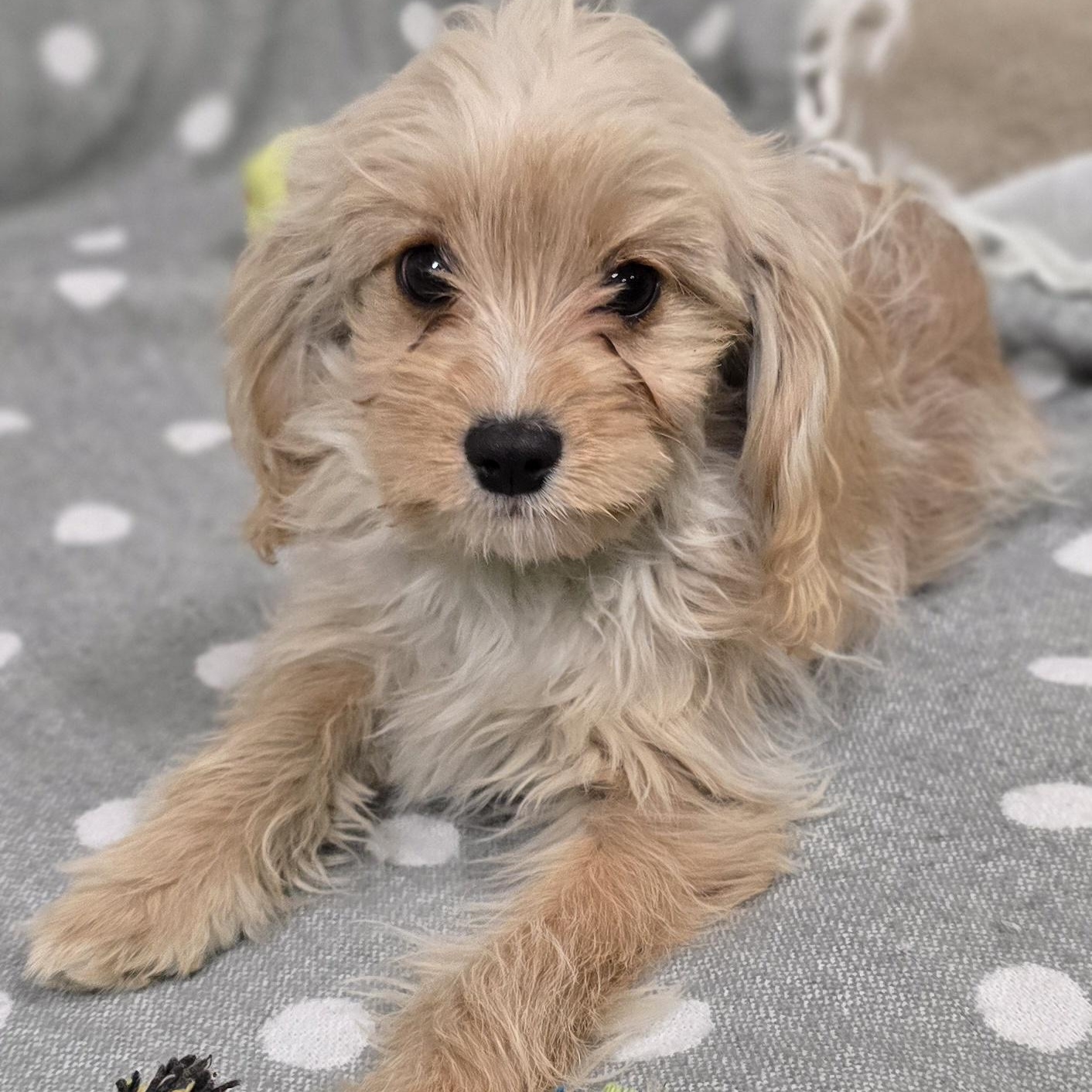 Eli, an adoptable Cavapoo in LaGrange, IN, 46761 | Photo Image 4