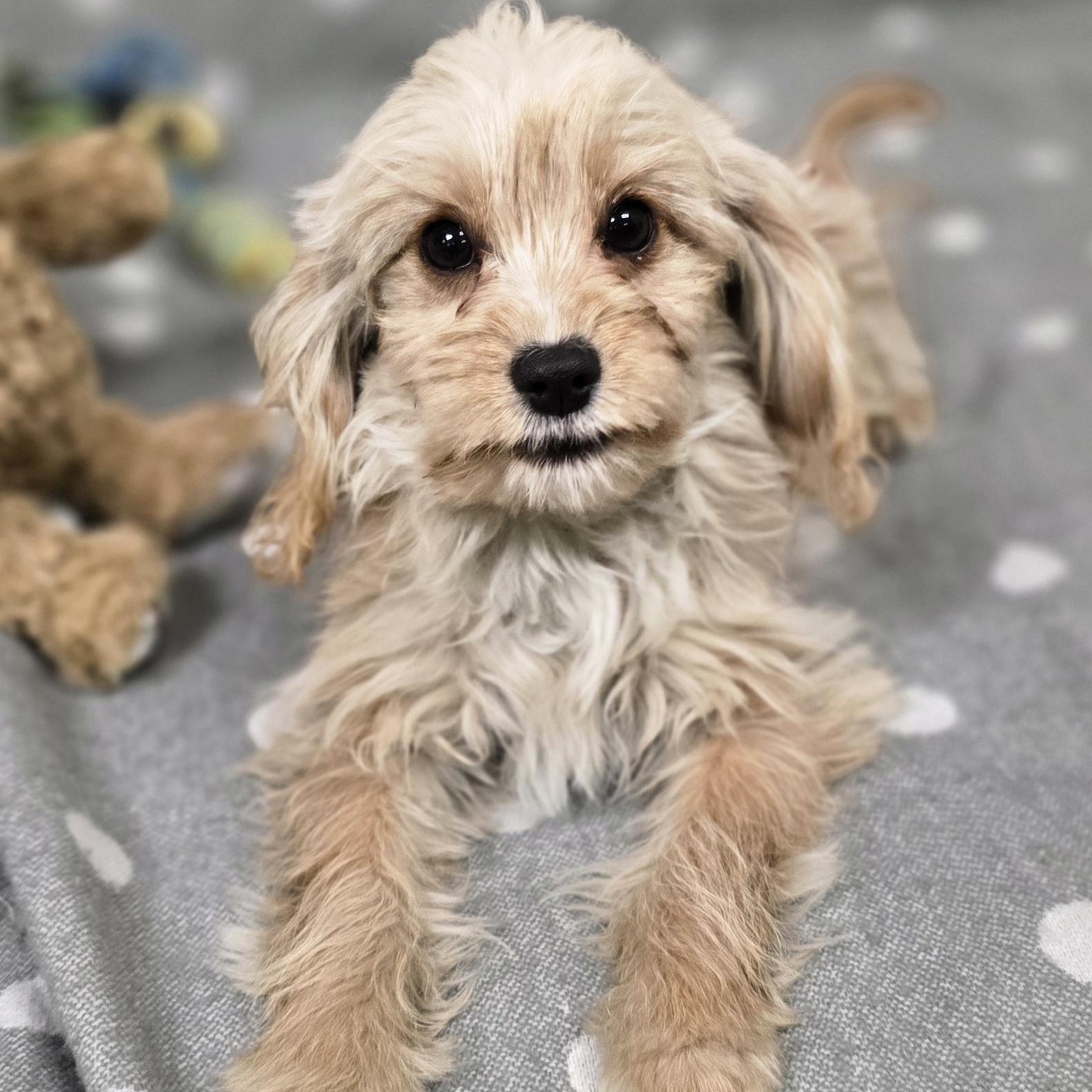 Eli, an adoptable Cavapoo in LaGrange, IN, 46761 | Photo Image 1