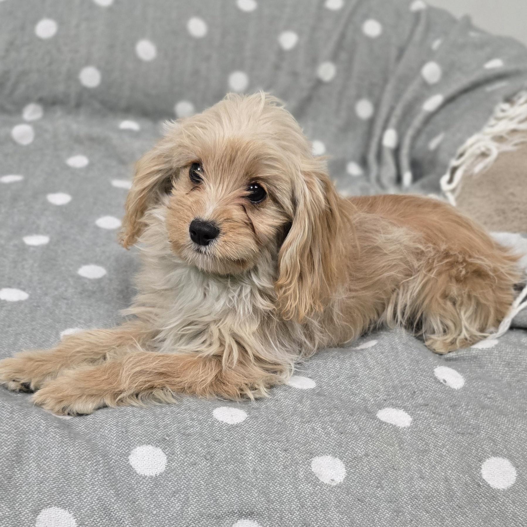 Eli, an adoptable Cavapoo in LaGrange, IN, 46761 | Photo Image 2