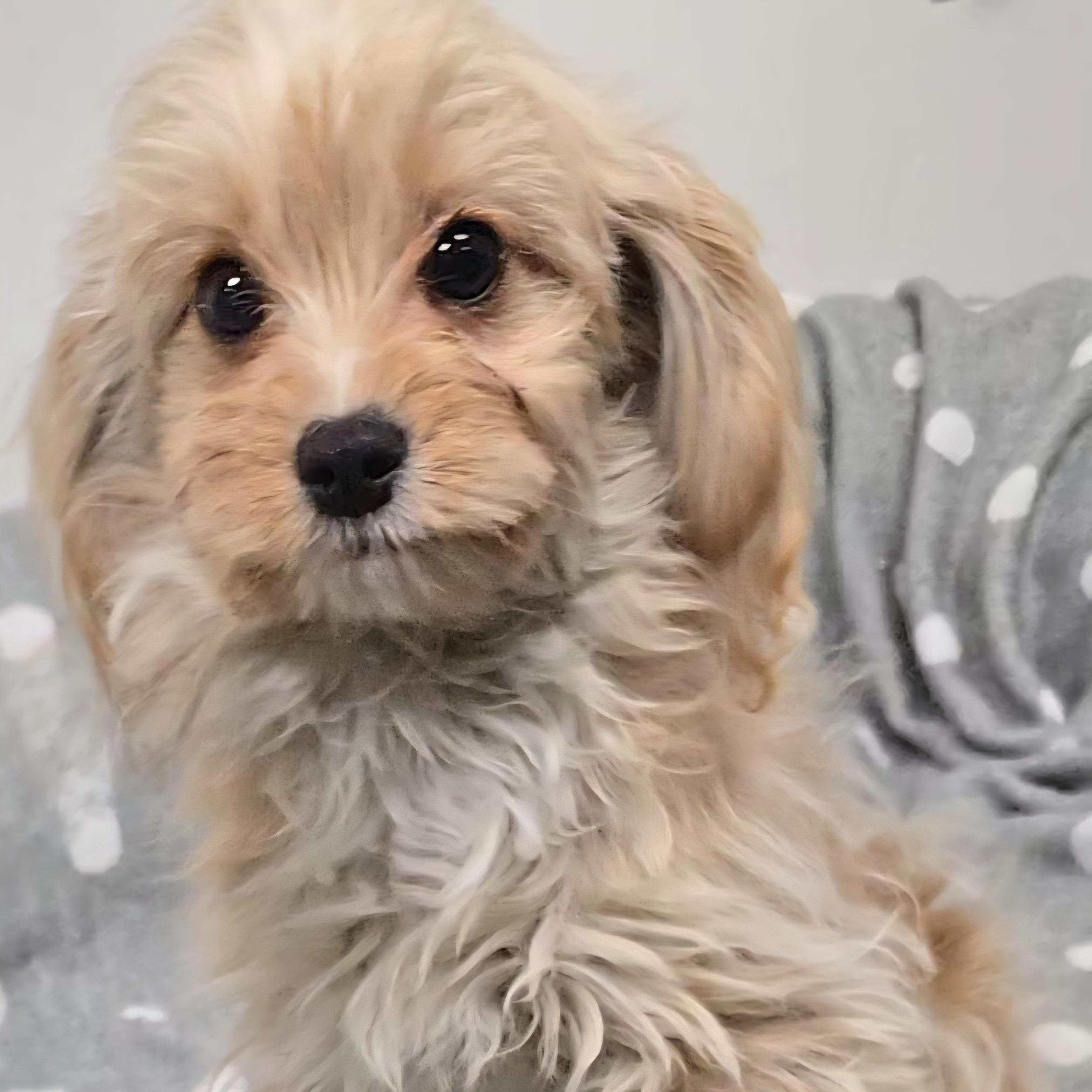 Eli, an adoptable Cavapoo in LaGrange, IN, 46761 | Photo Image 3
