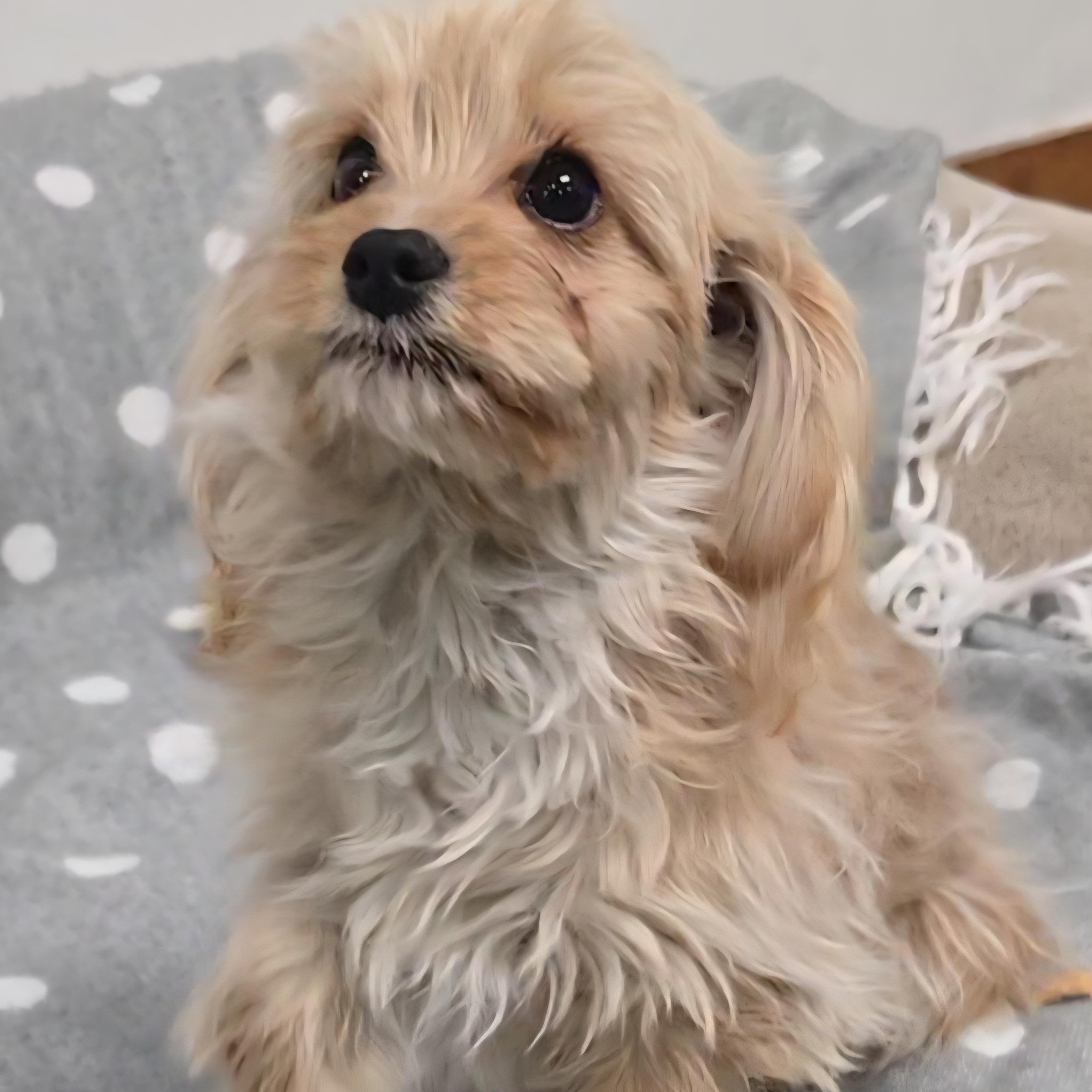 Eli, an adoptable Cavapoo in LaGrange, IN, 46761 | Photo Image 6