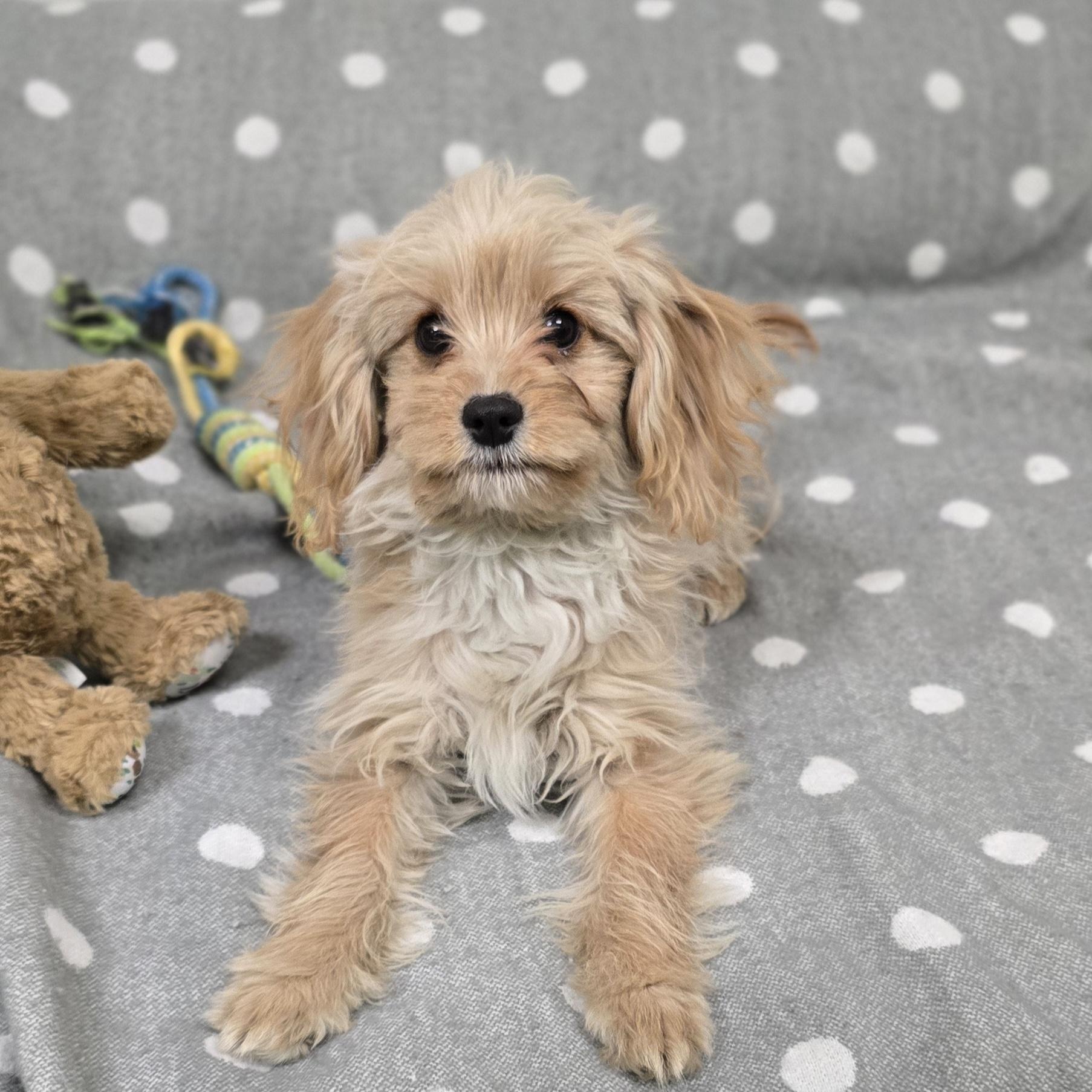Eli, an adoptable Cavapoo in LaGrange, IN, 46761 | Photo Image 5