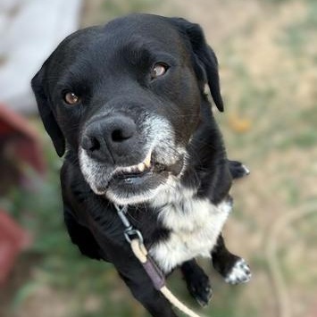 Mighty Joe Young, an adoptable Boxer, Black Labrador Retriever in Driggs, ID, 83422 | Photo Image 1