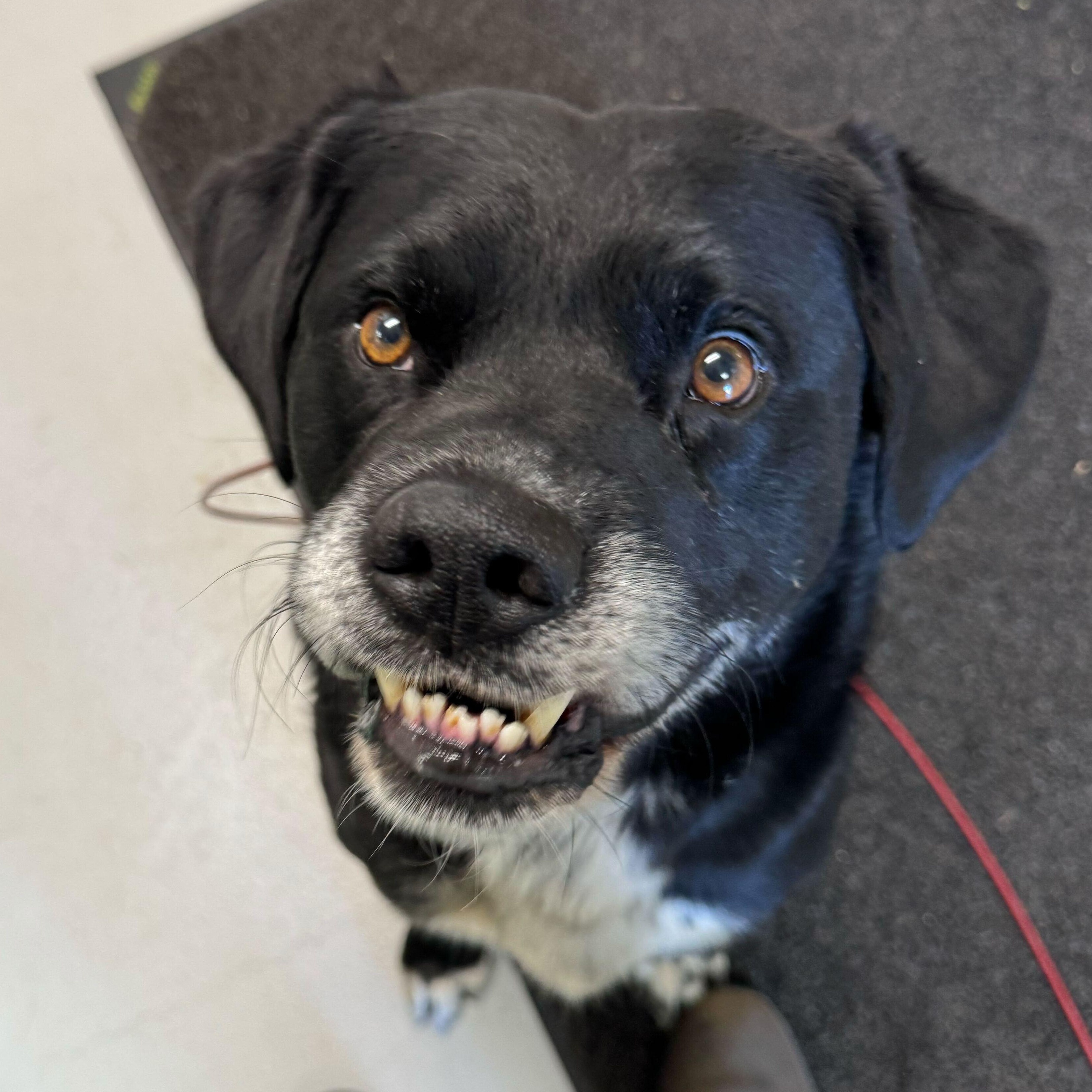 Mighty Joe Young, an adoptable Boxer, Black Labrador Retriever in Driggs, ID, 83422 | Photo Image 3