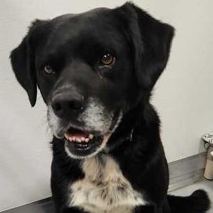 Mighty Joe Young, an adoptable Boxer, Black Labrador Retriever in Driggs, ID, 83422 | Photo Image 2