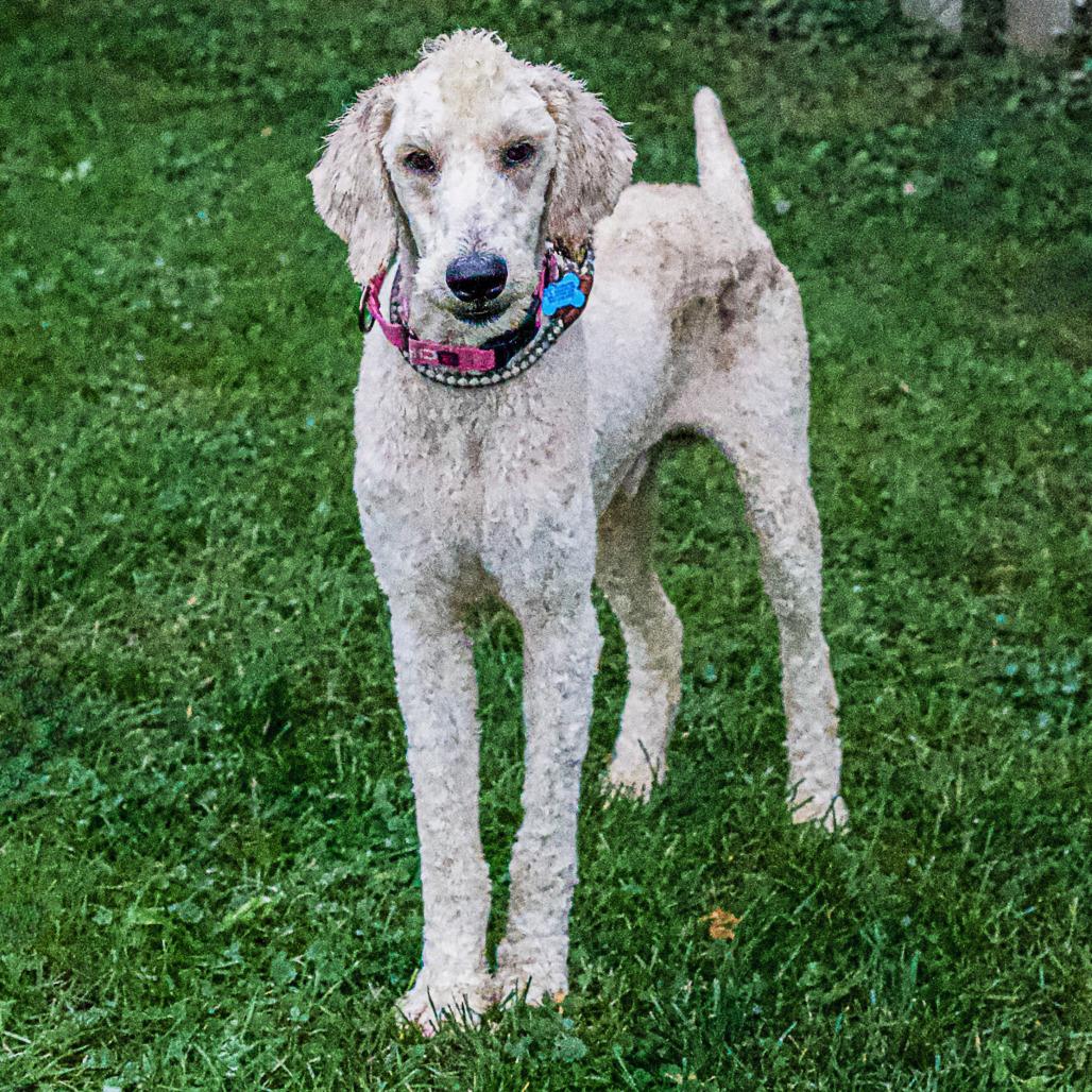 Enlarge Buzz, a Adoptable mixed breed in Arlington Heights, IL image 1/2